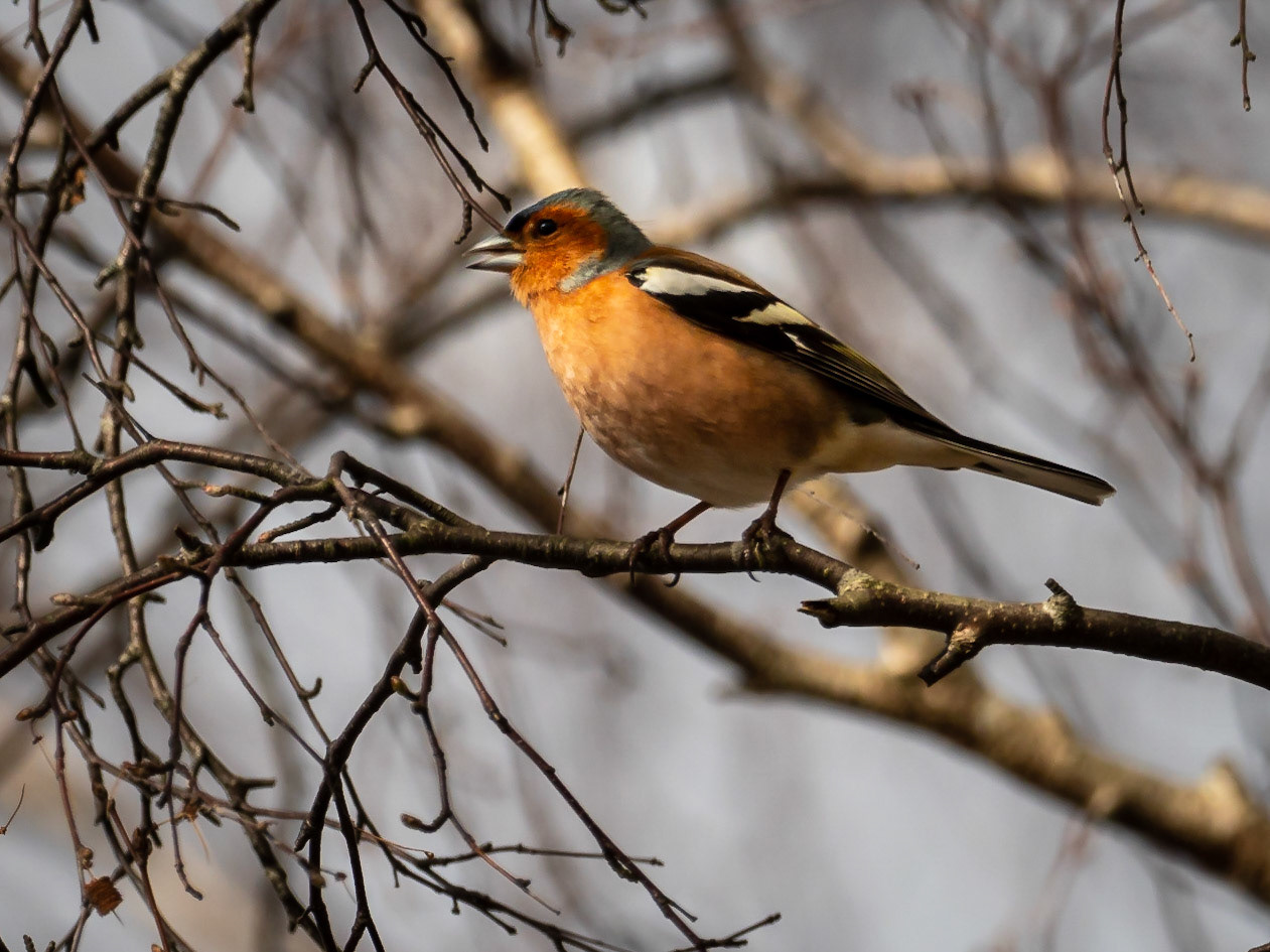 Bofink / Common Chaffinch (Fringilla coelebs)