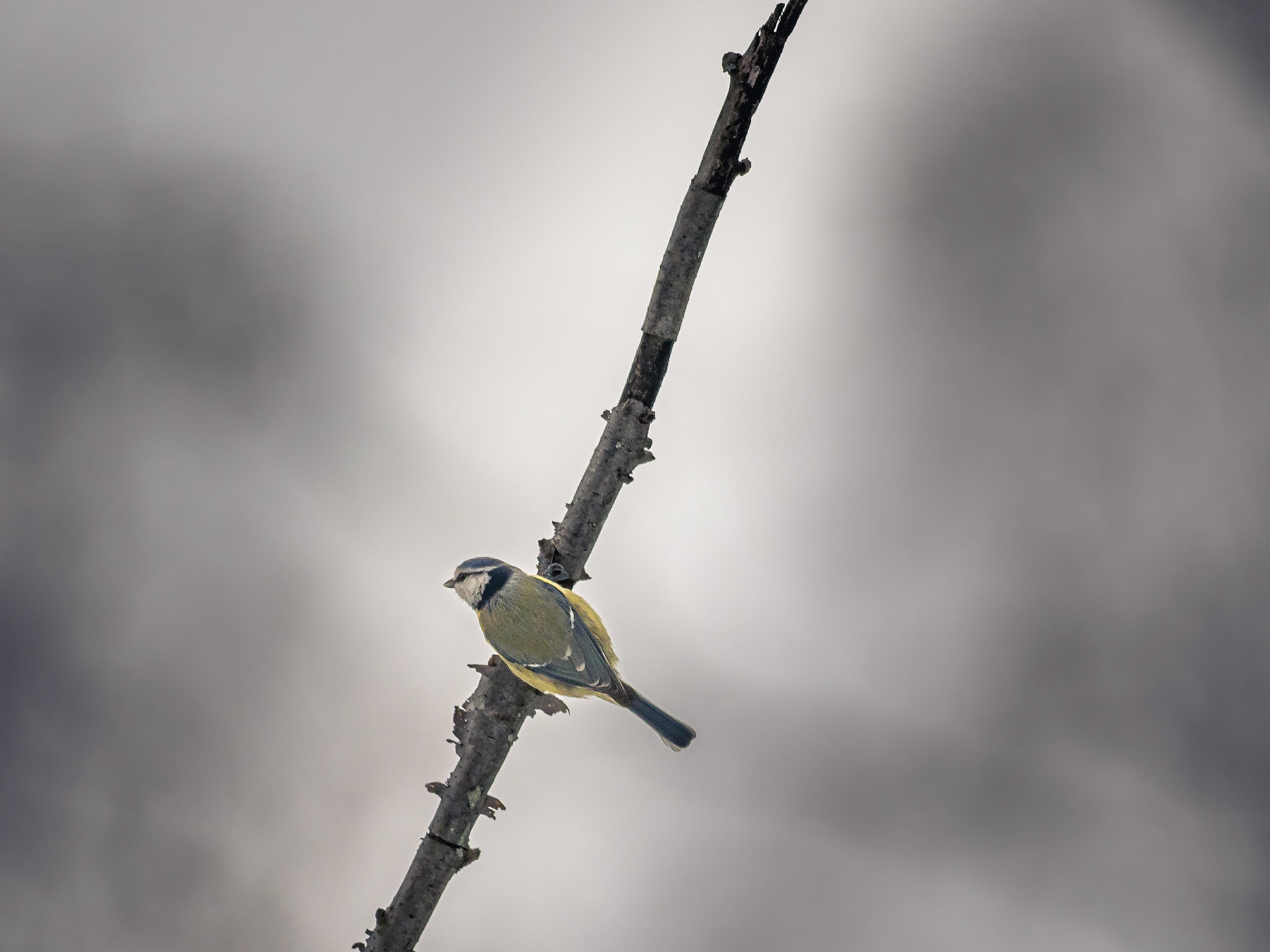 Blåmes / Blue tit (Cyanistes caeruleus)