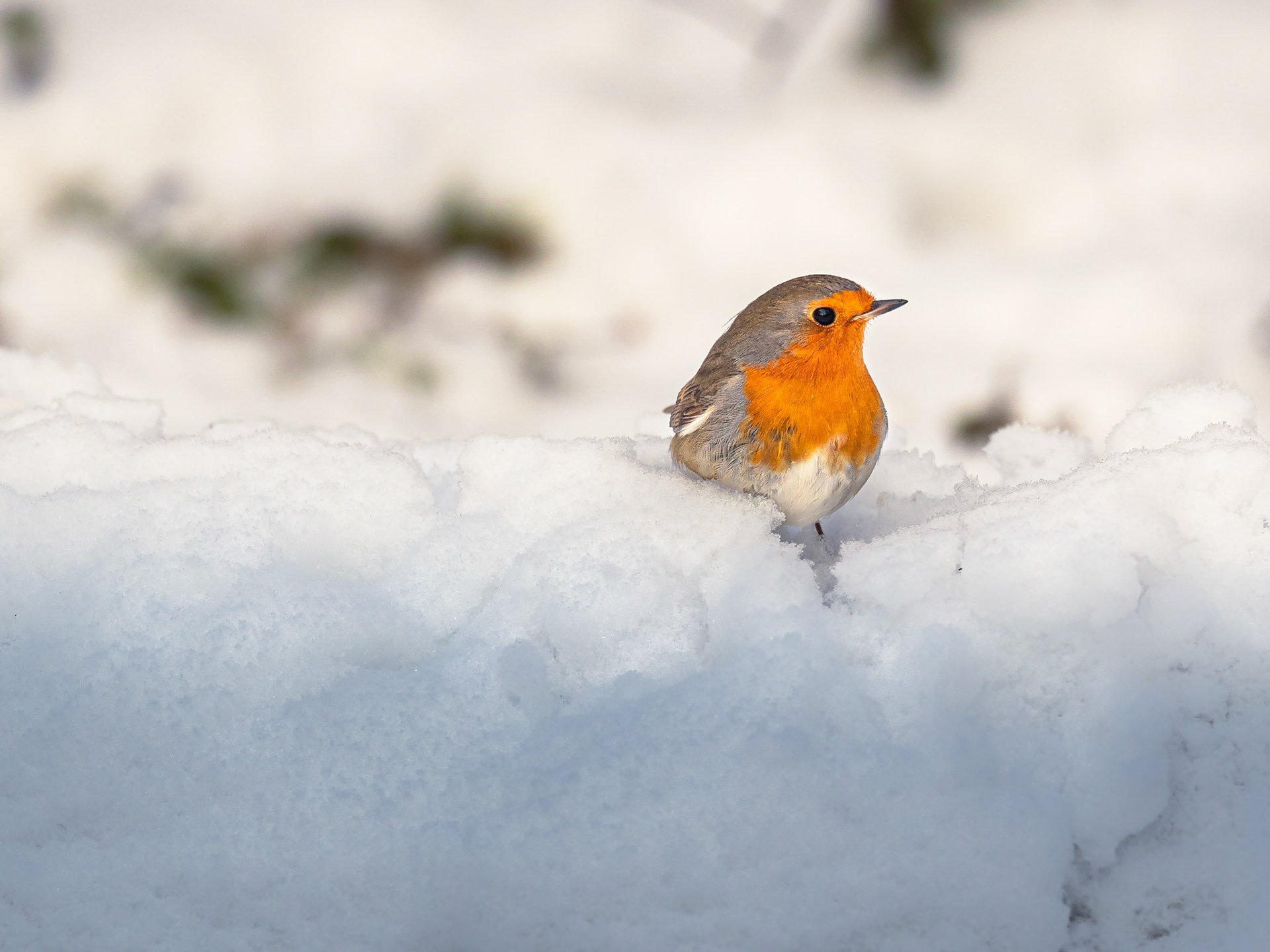 Rödhake / European Robin (Erithacus rubecula)