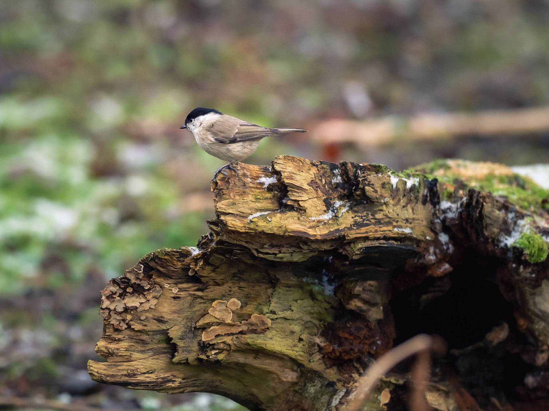 Talltita / Willow tit