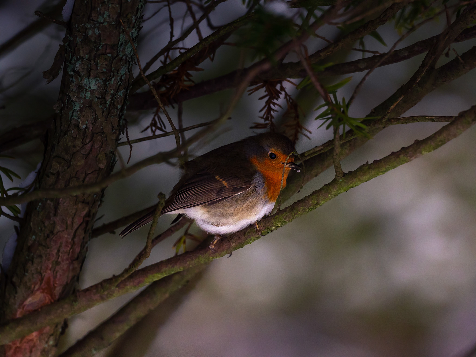 Rödhake / European Robin (Erithacus rubecula)