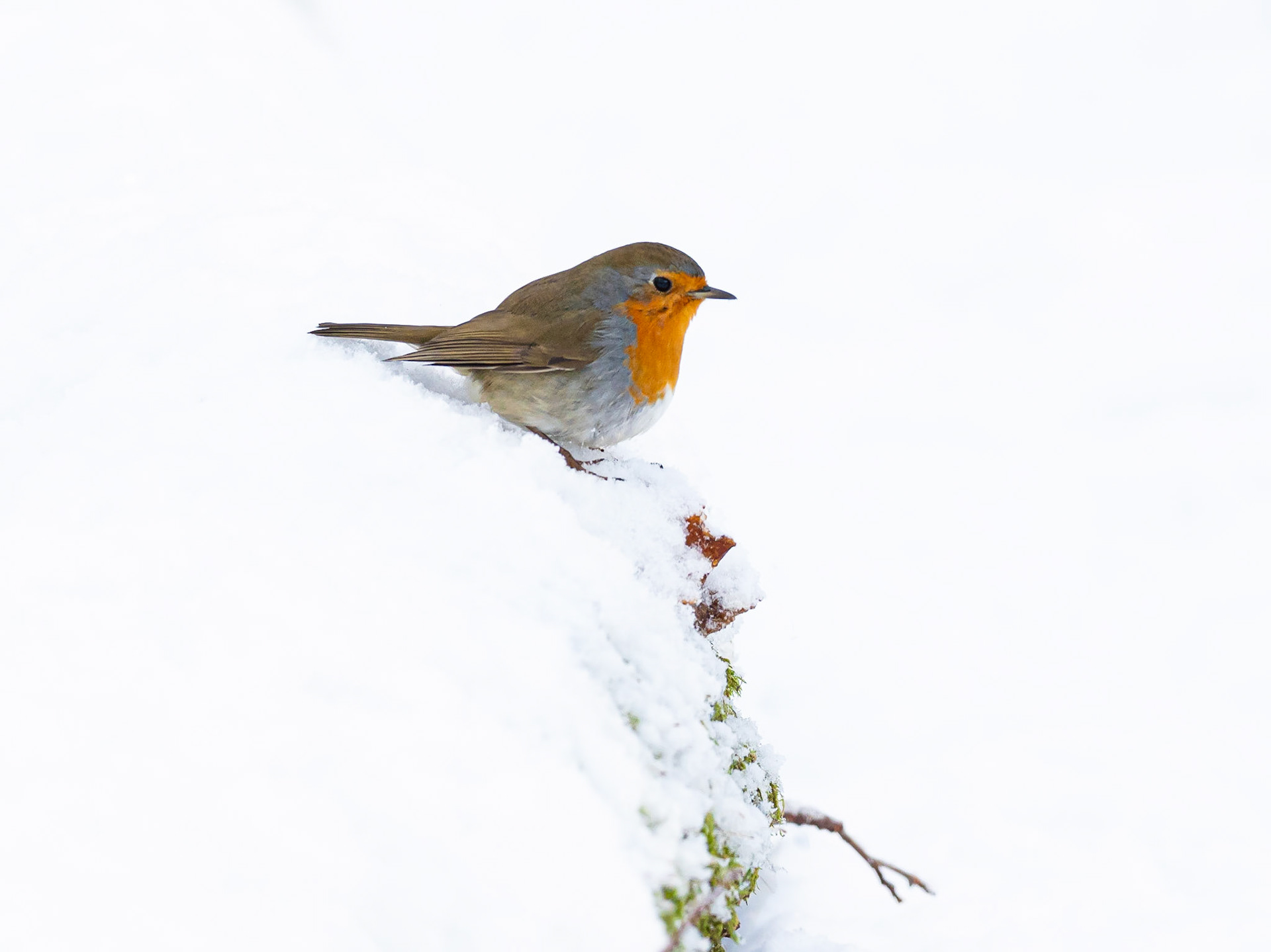Rödhake / European Robin (Erithacus rubecula)
