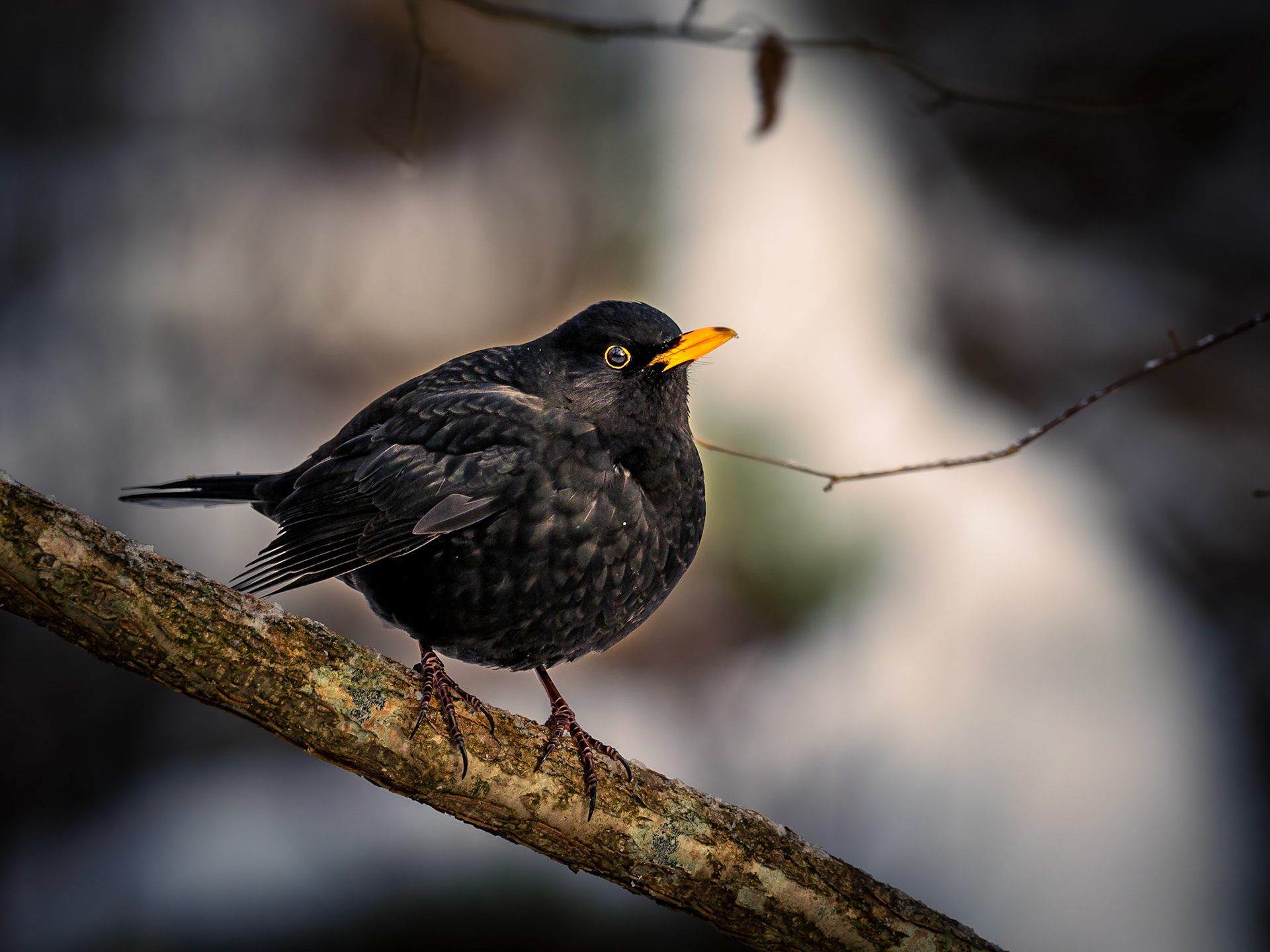 Koltrast / Blackbird (Turdus merula)