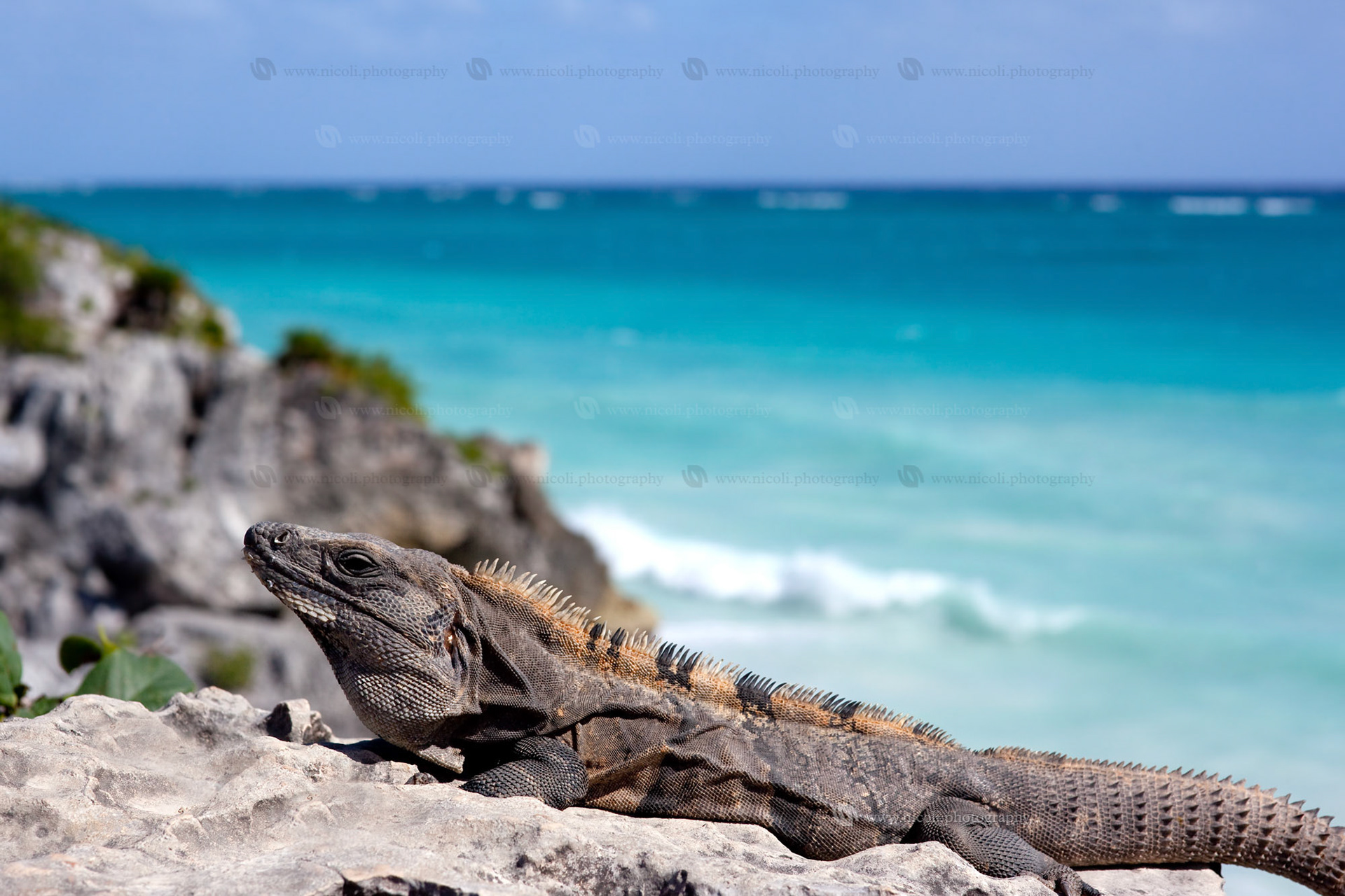 Iguana in the caribbean enjoying the sun. Shallow depth of field.