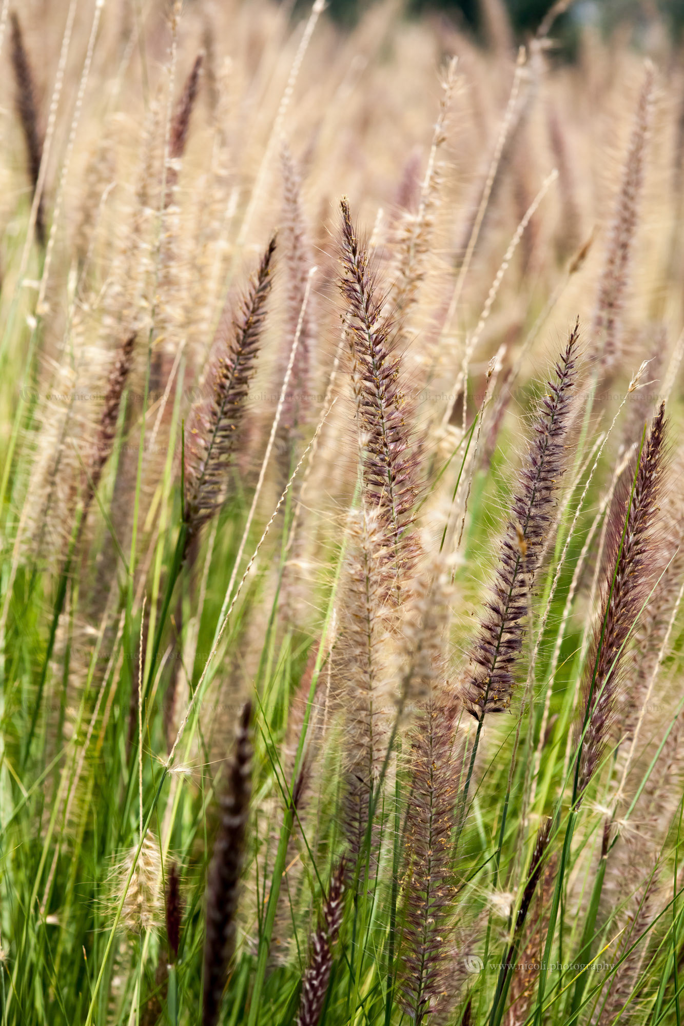 Nice spike texture, great background. Shallow depth of field.