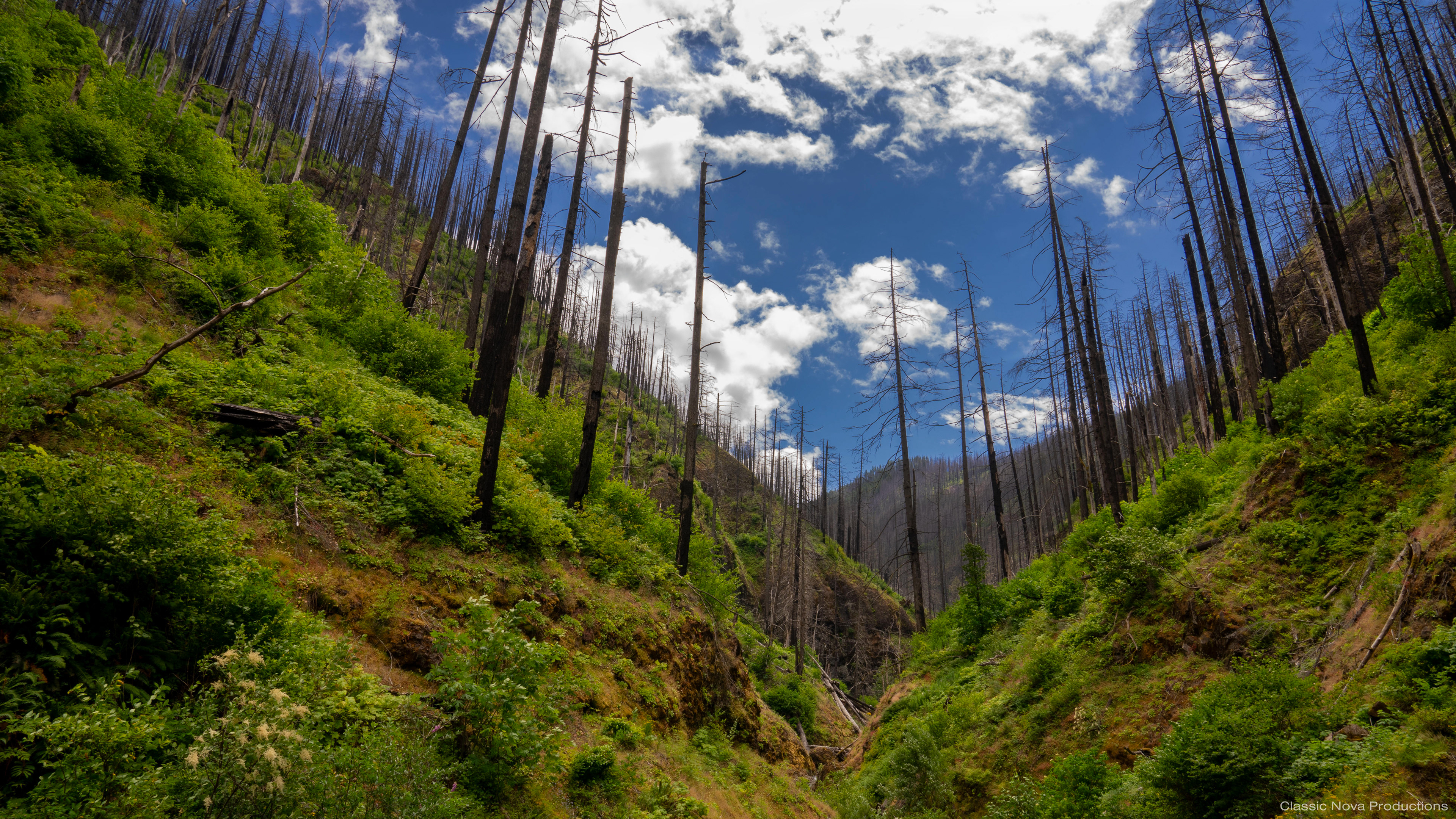 Forest from Ashes - The Gorge, Oregon