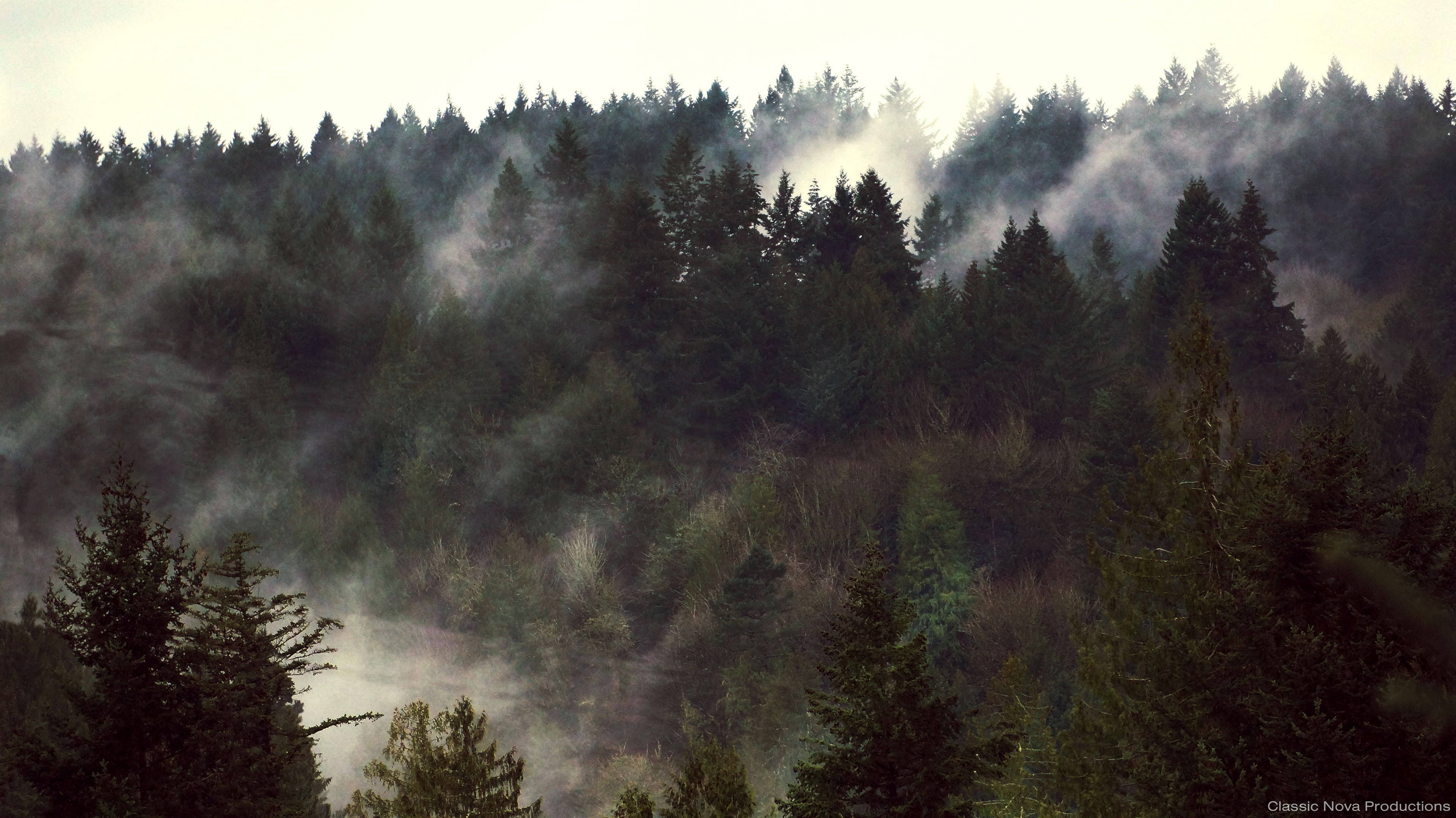 Pacific Northwest Fog