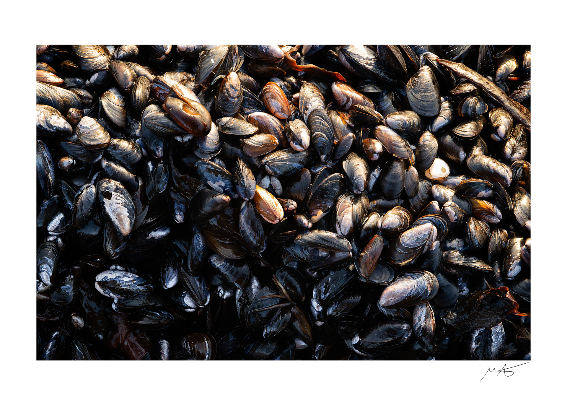 Mussles