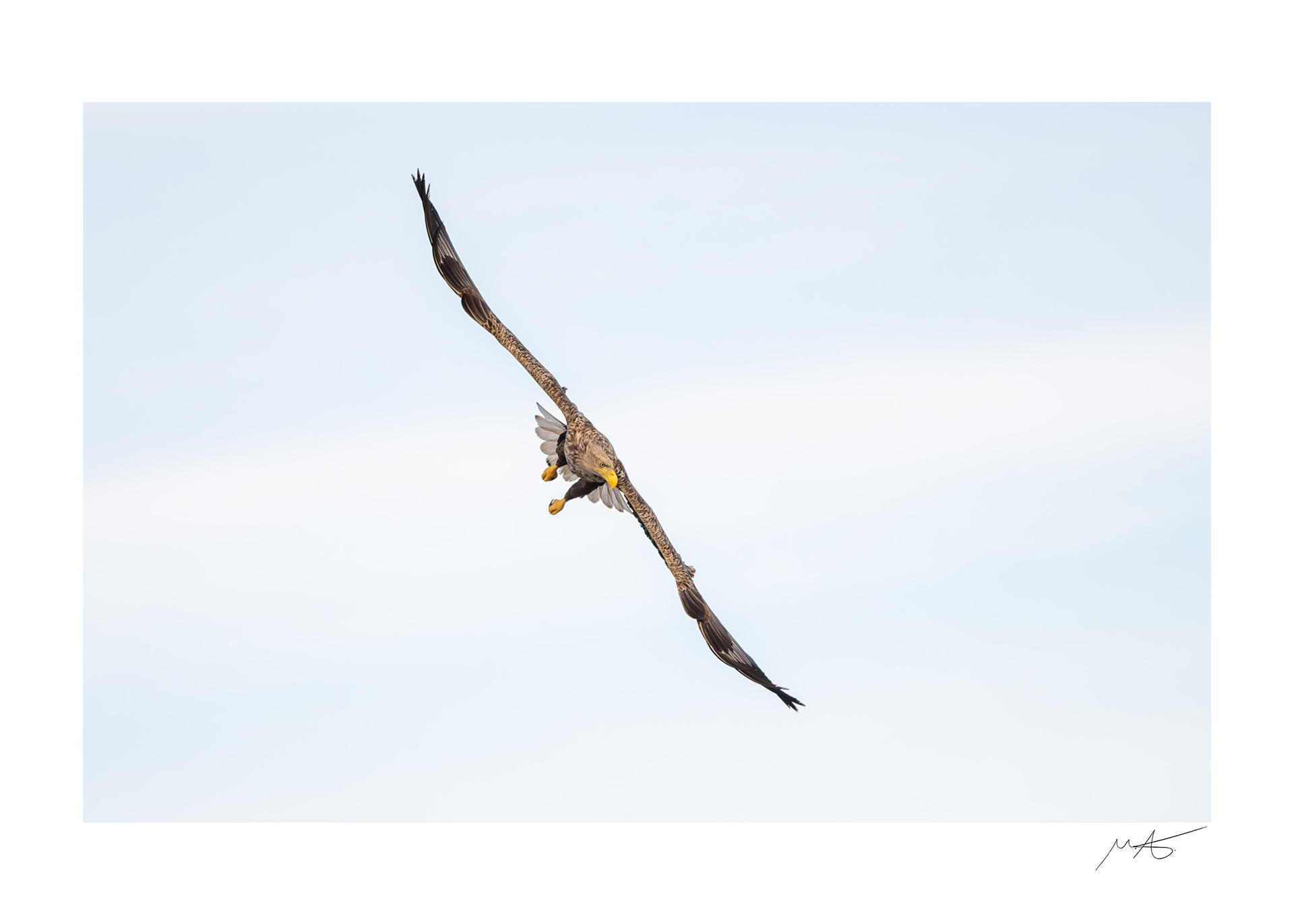 White-tailed eagle