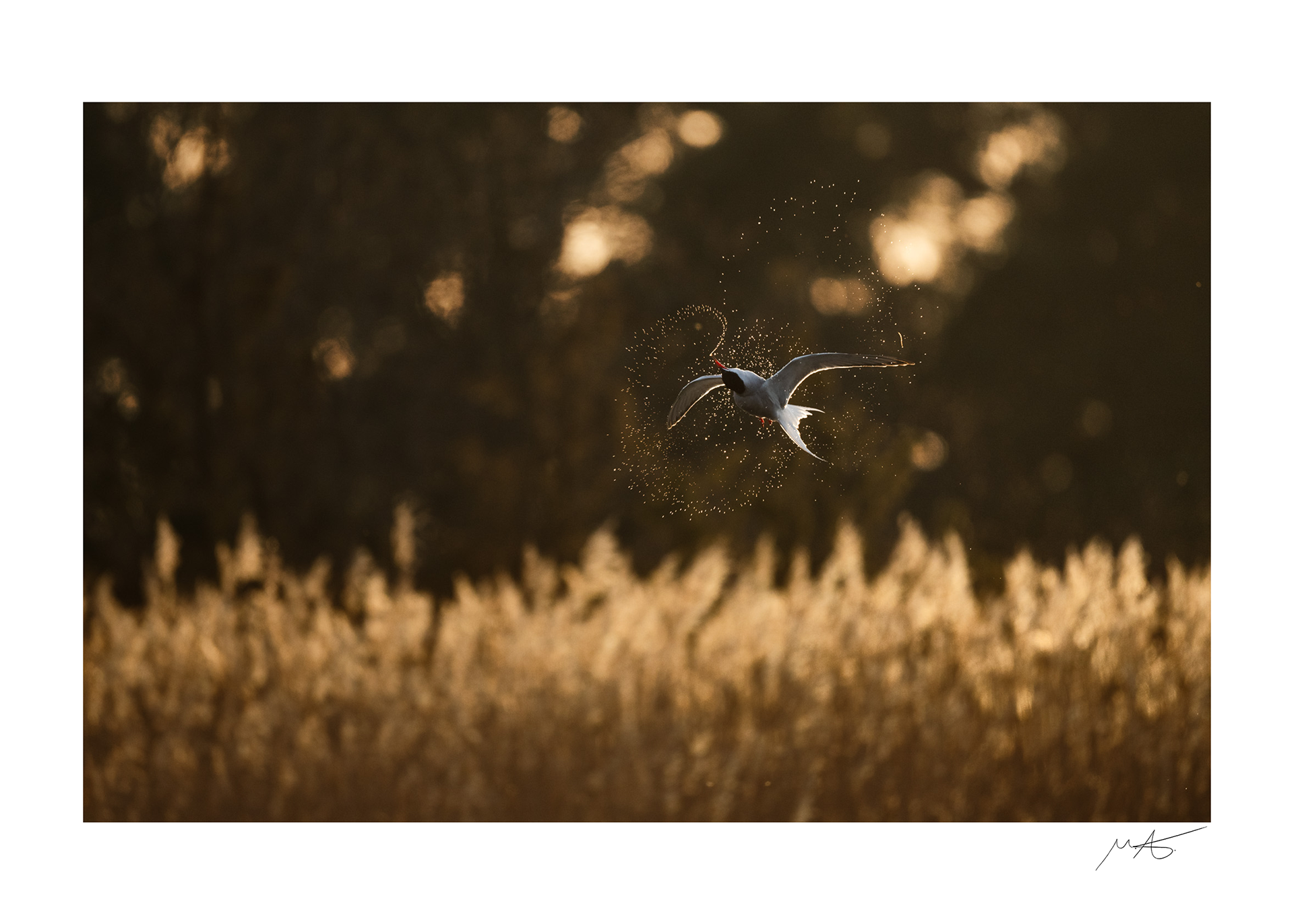 On the hunt