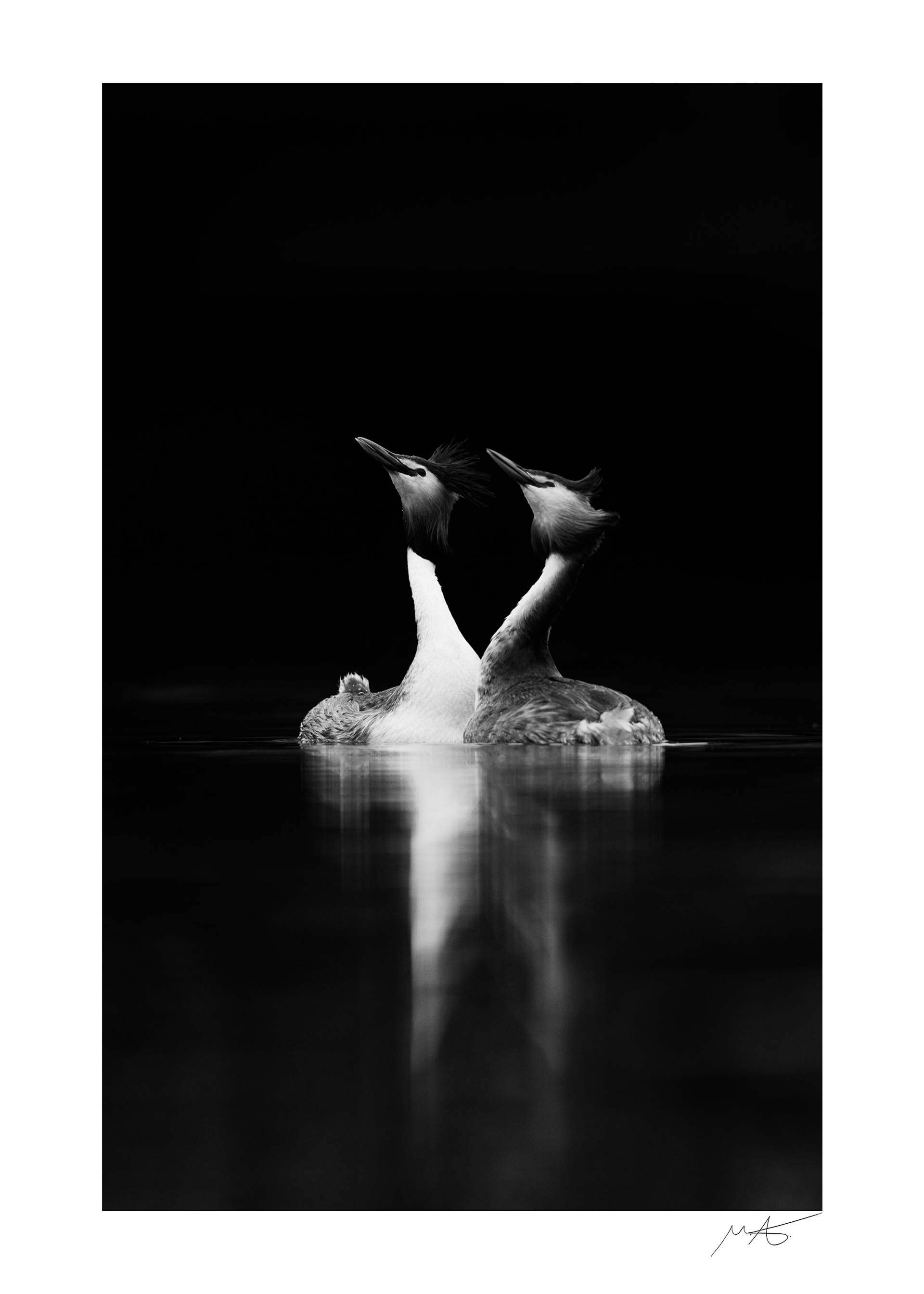 Dance of love