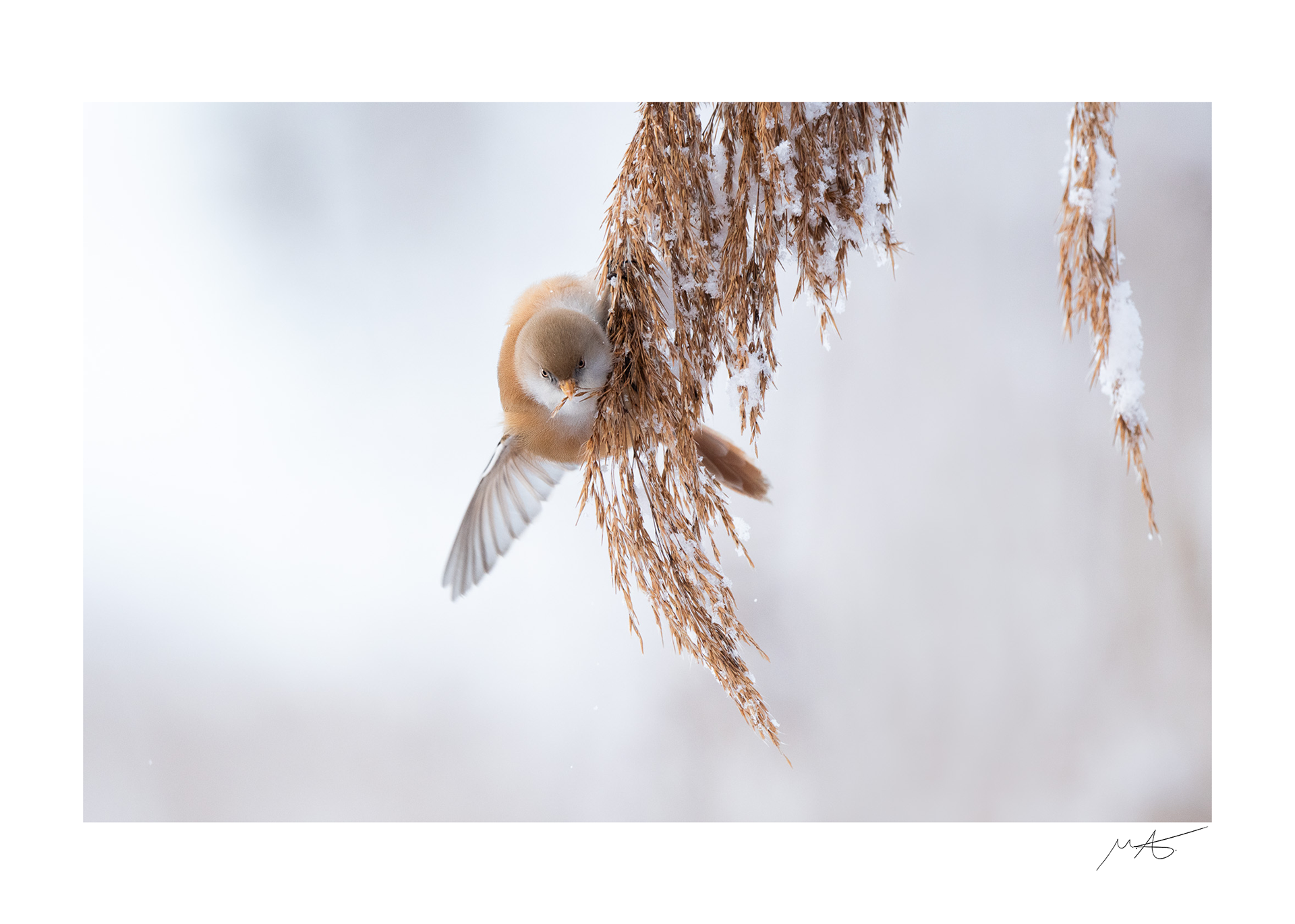 Bearded reedling