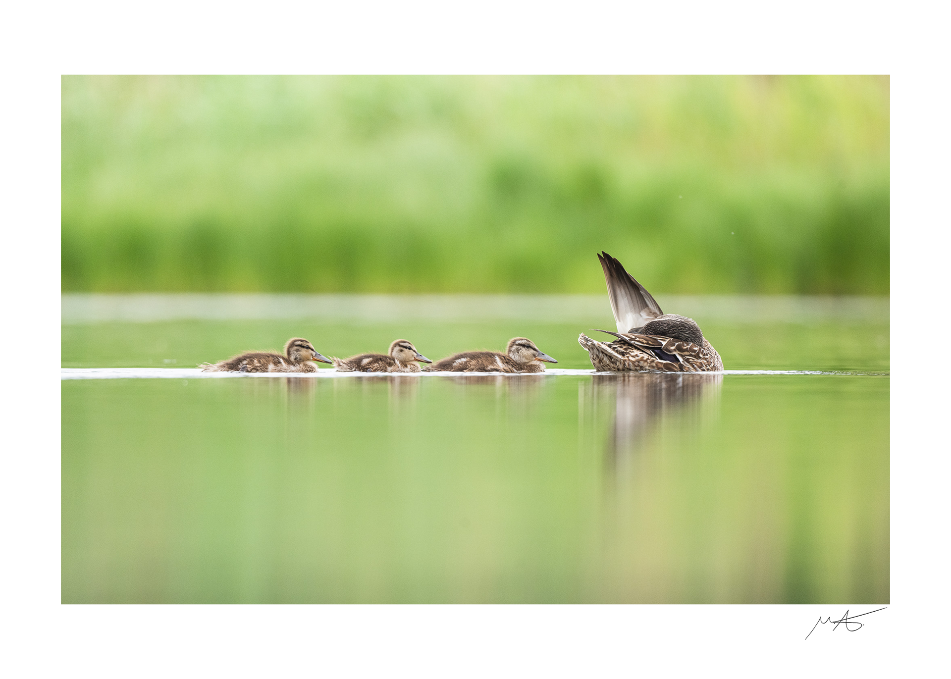 Mallard family