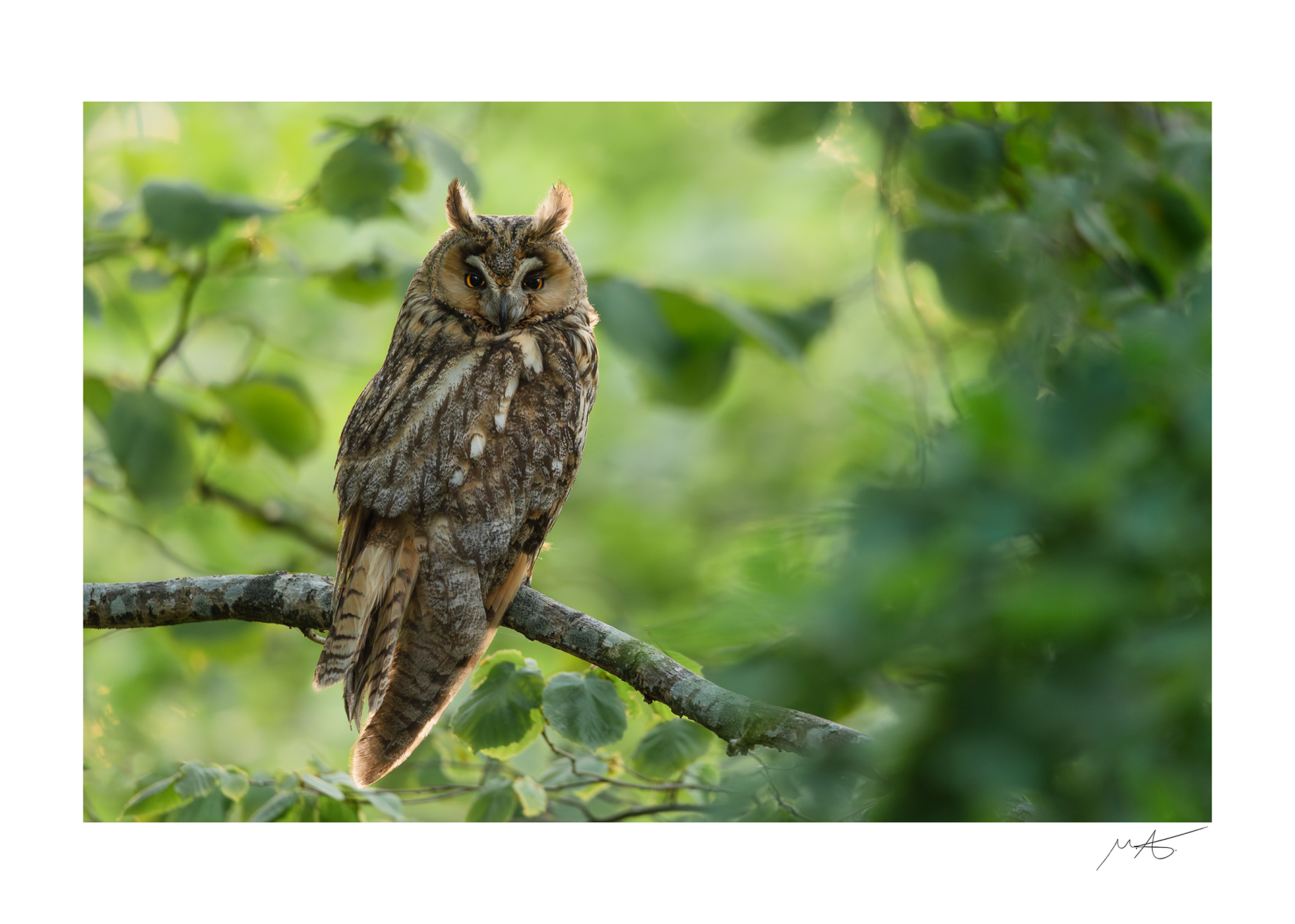 Watchful