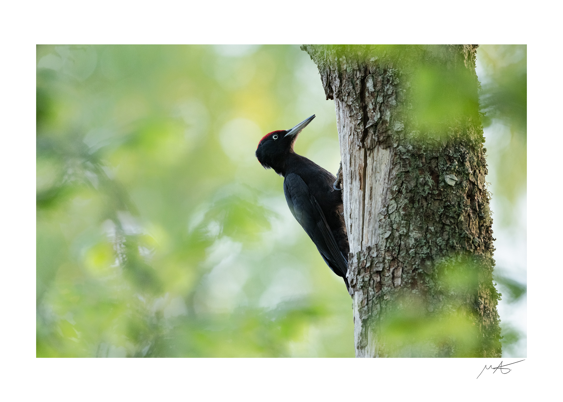 Among the alders