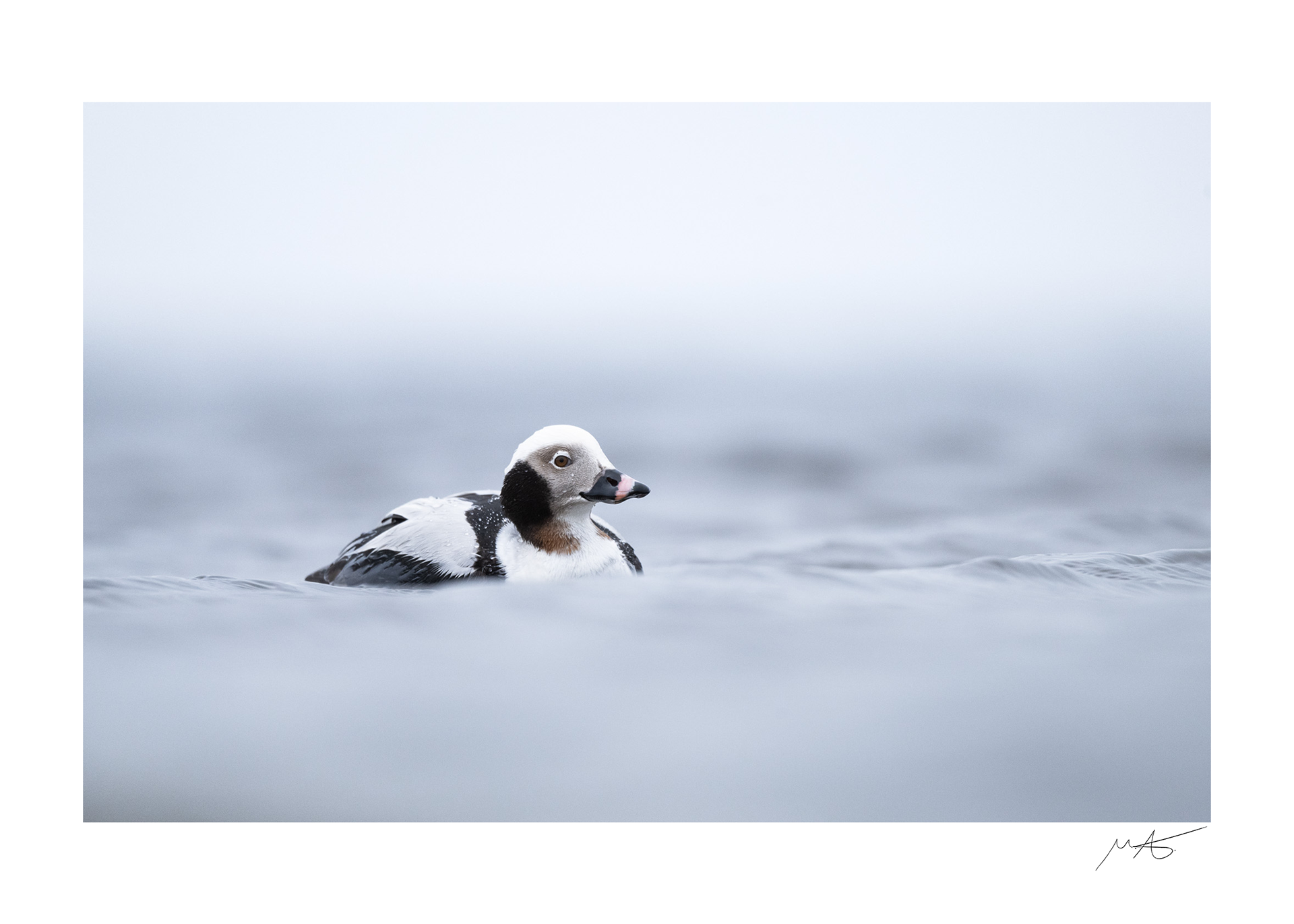 Long tailed duck