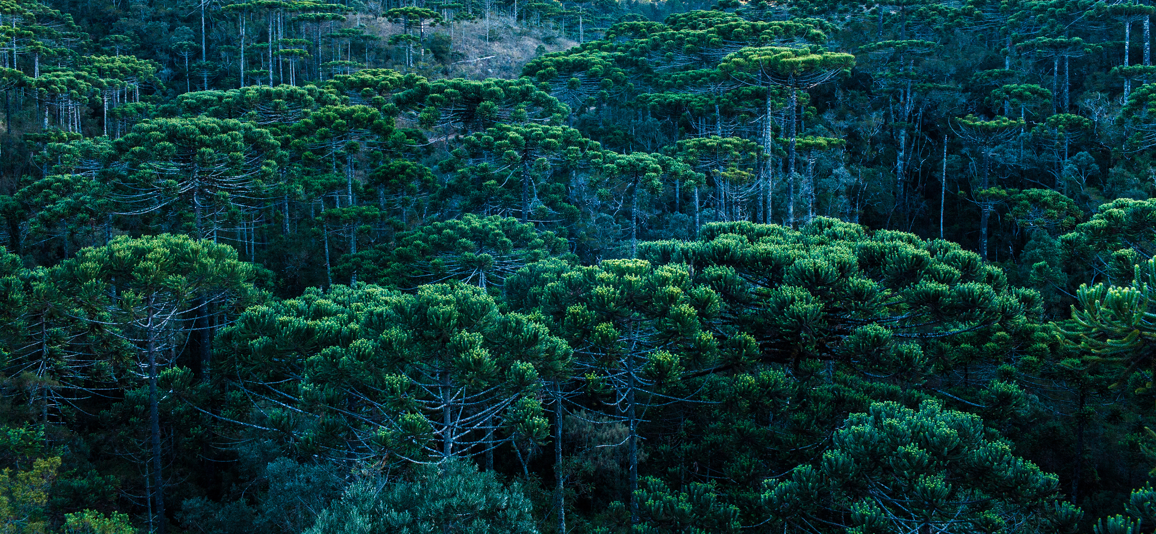 Campos do Jordão, São Paulo, 2011