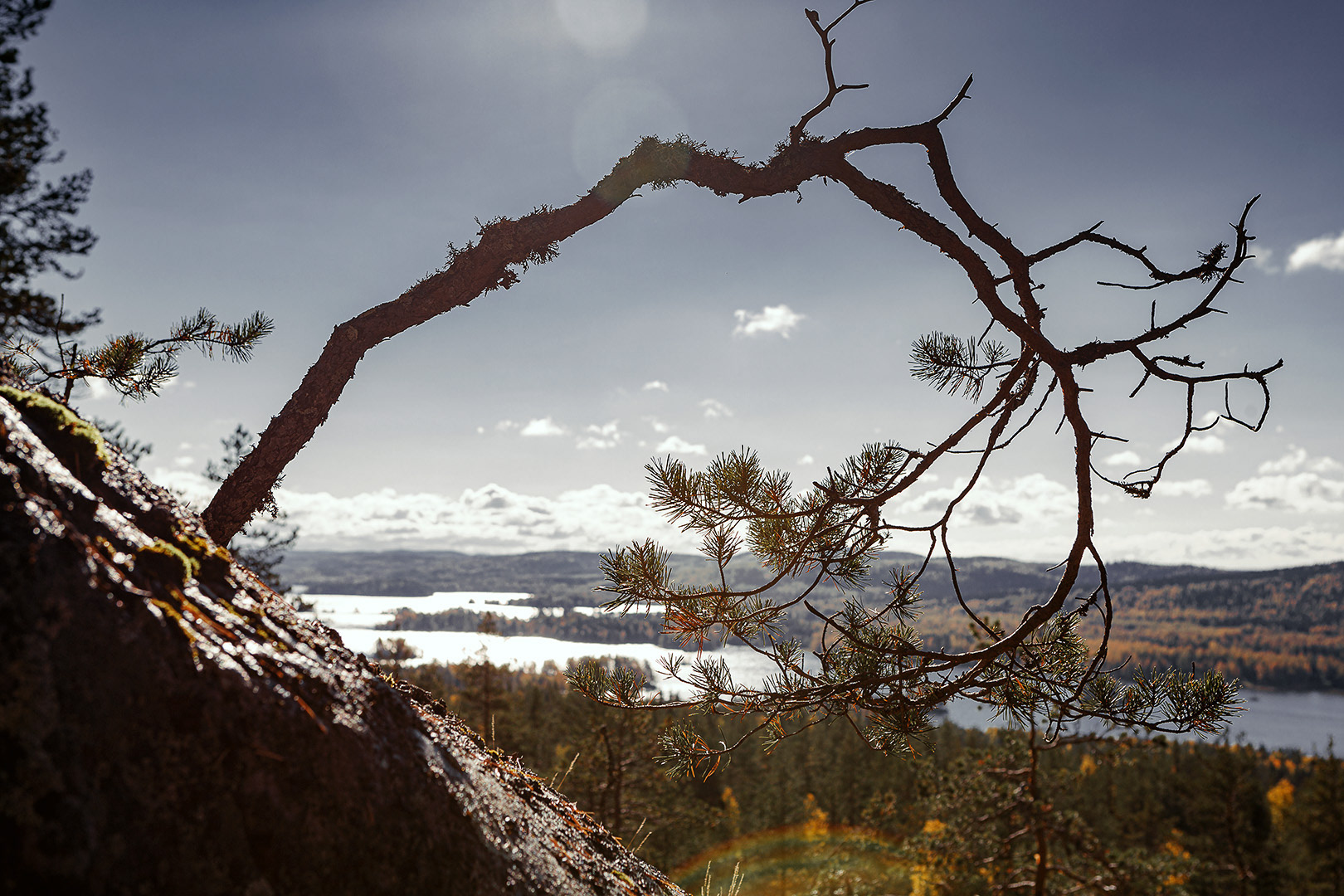 Jauholanvaara, Koli