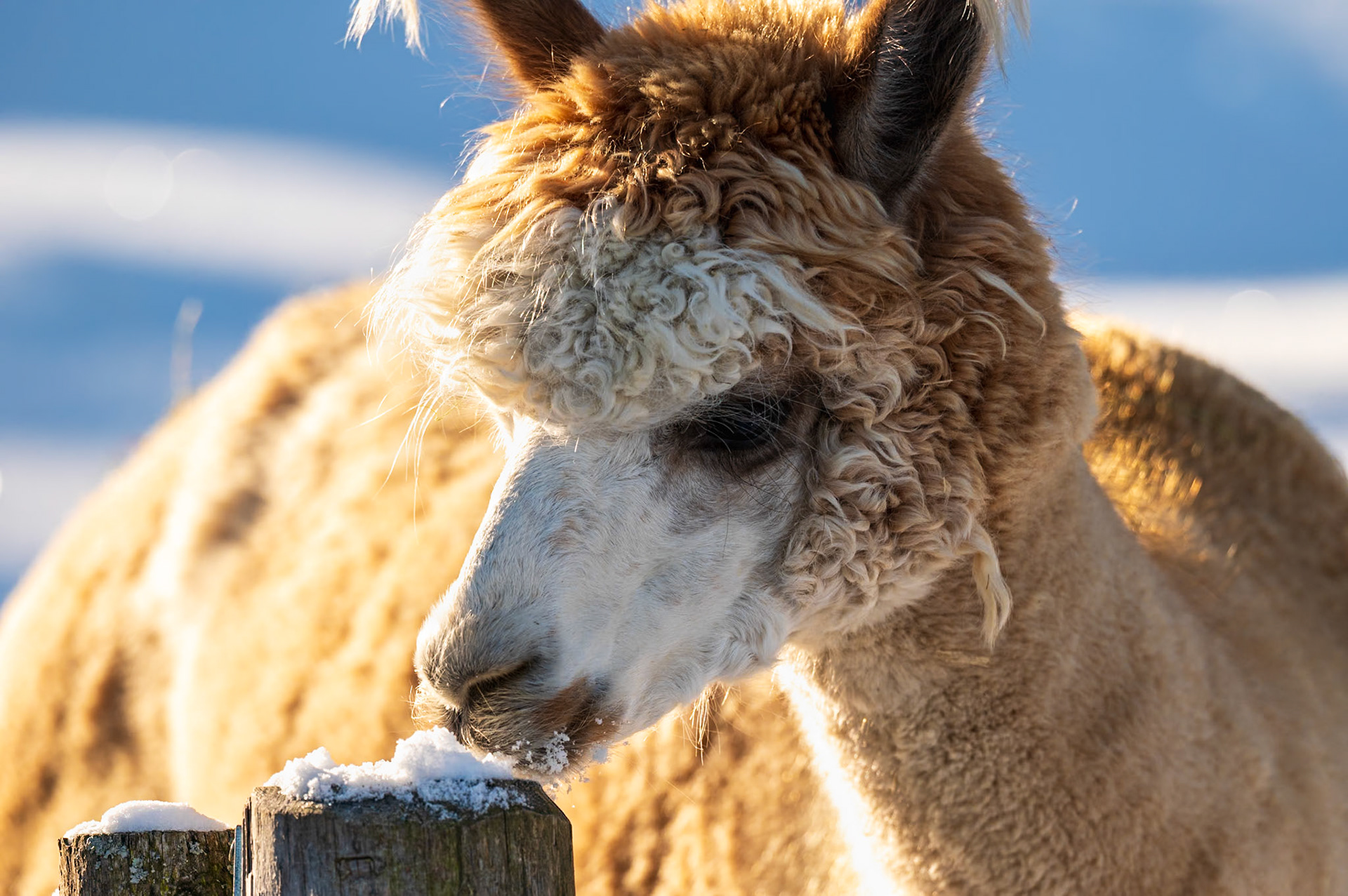 NZ6_5519