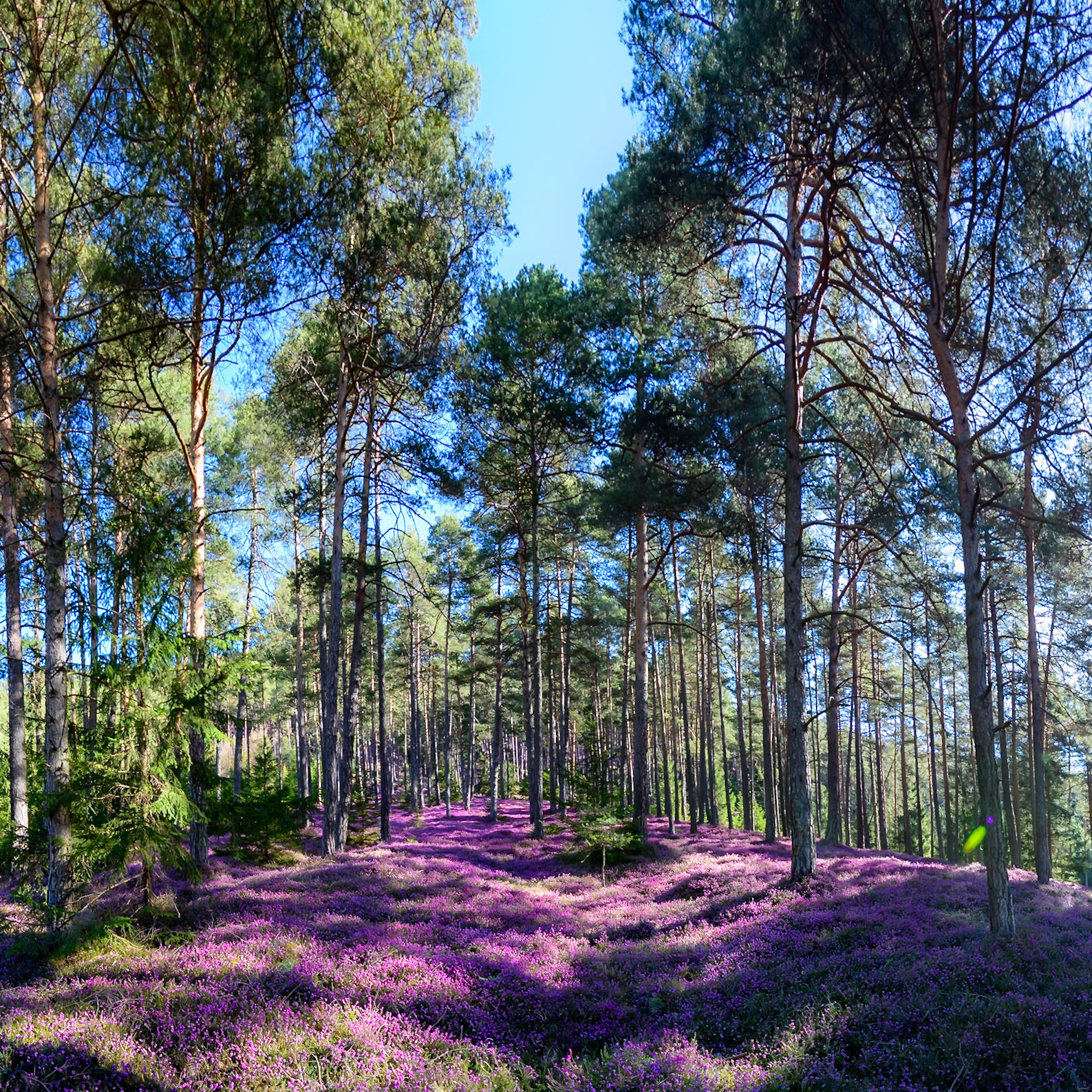 DSC_5052-Pano