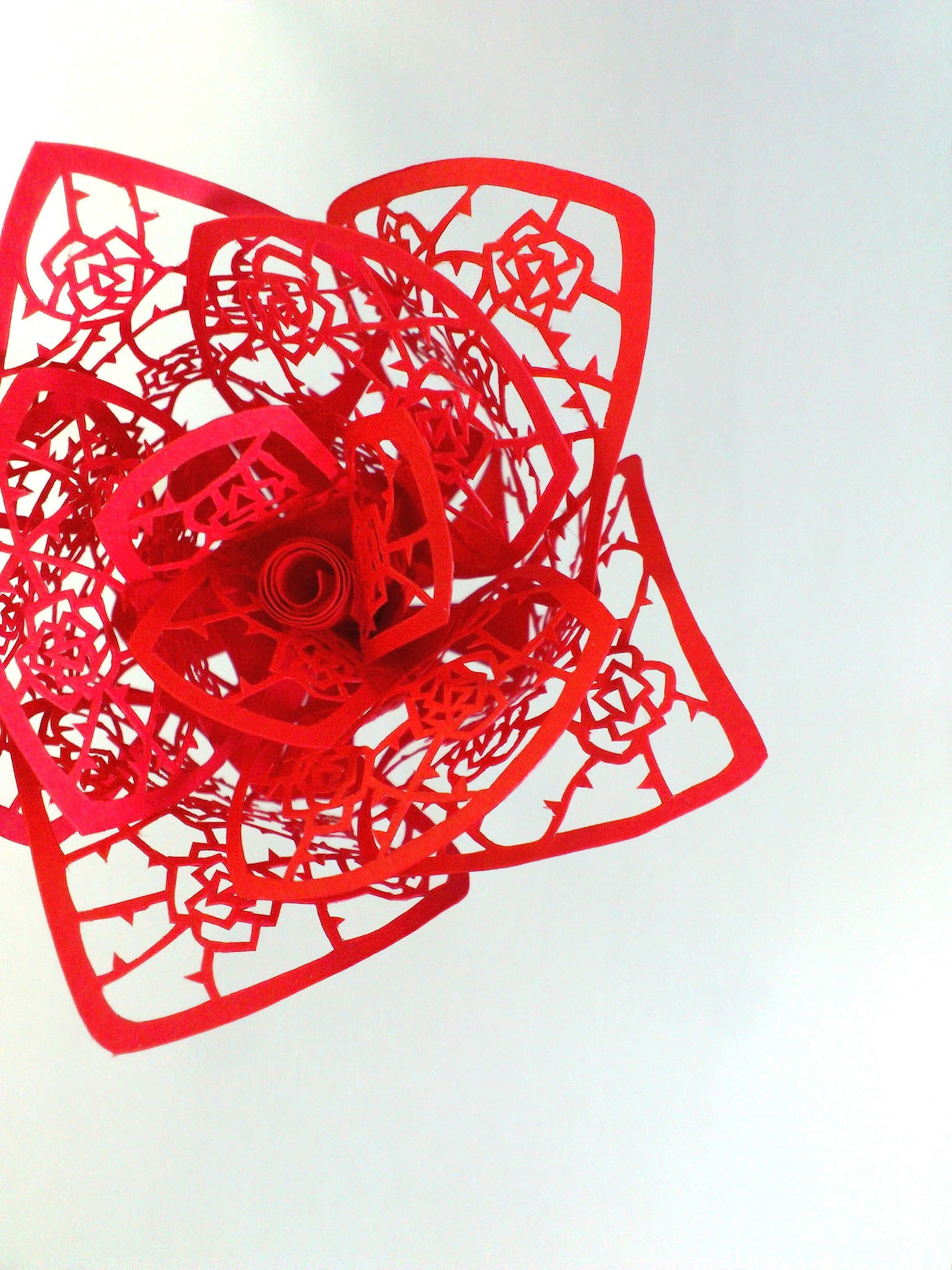 red rose