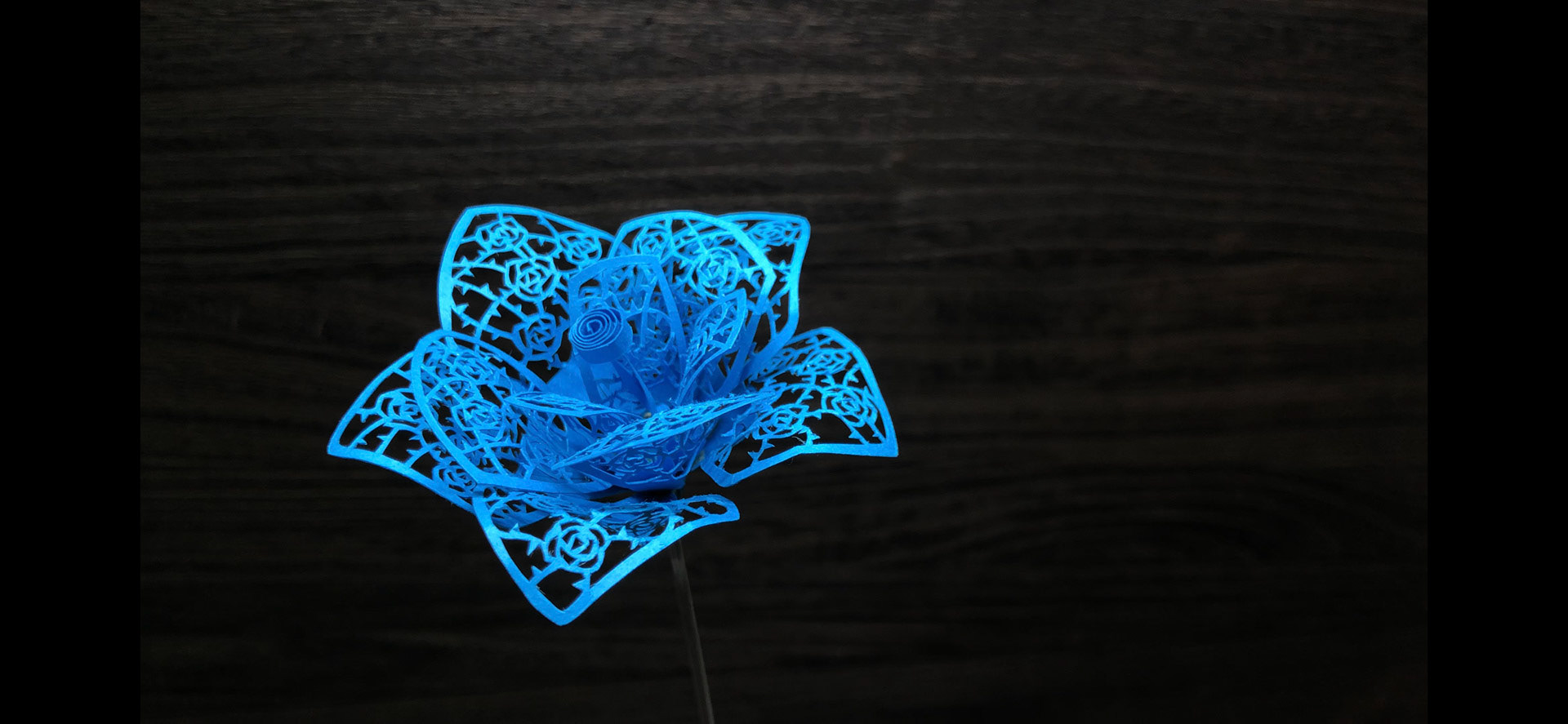 blue rose
