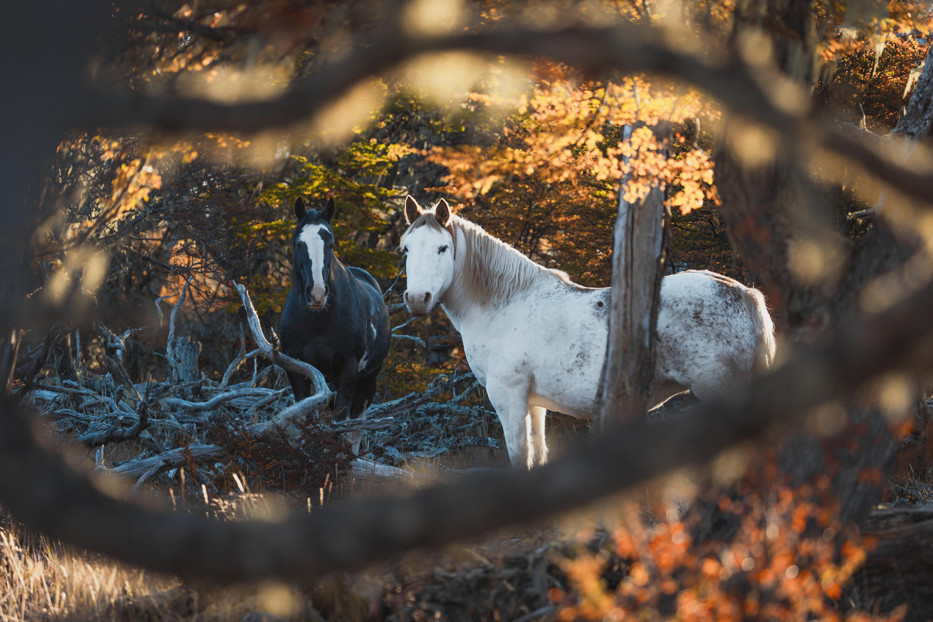 Guardianes del bosque