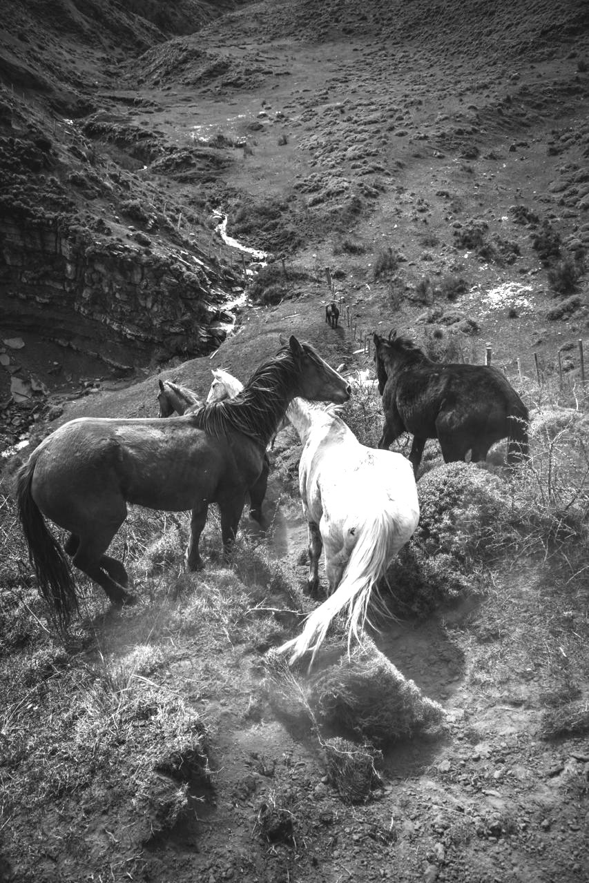Arreo de los caballos