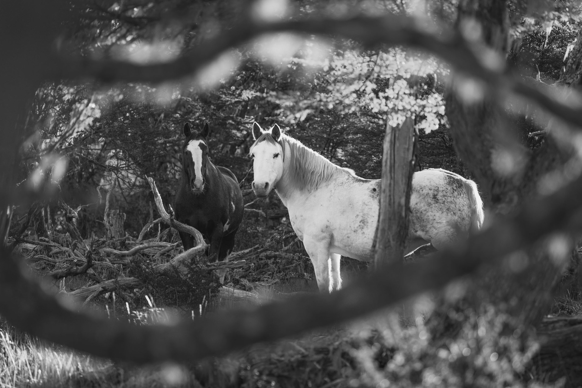 Los guardianes del bosque