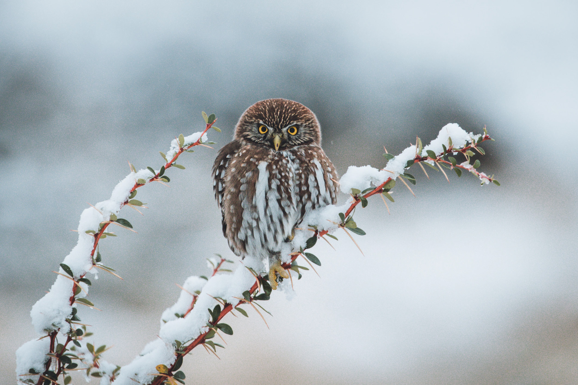 La mirada de invierno