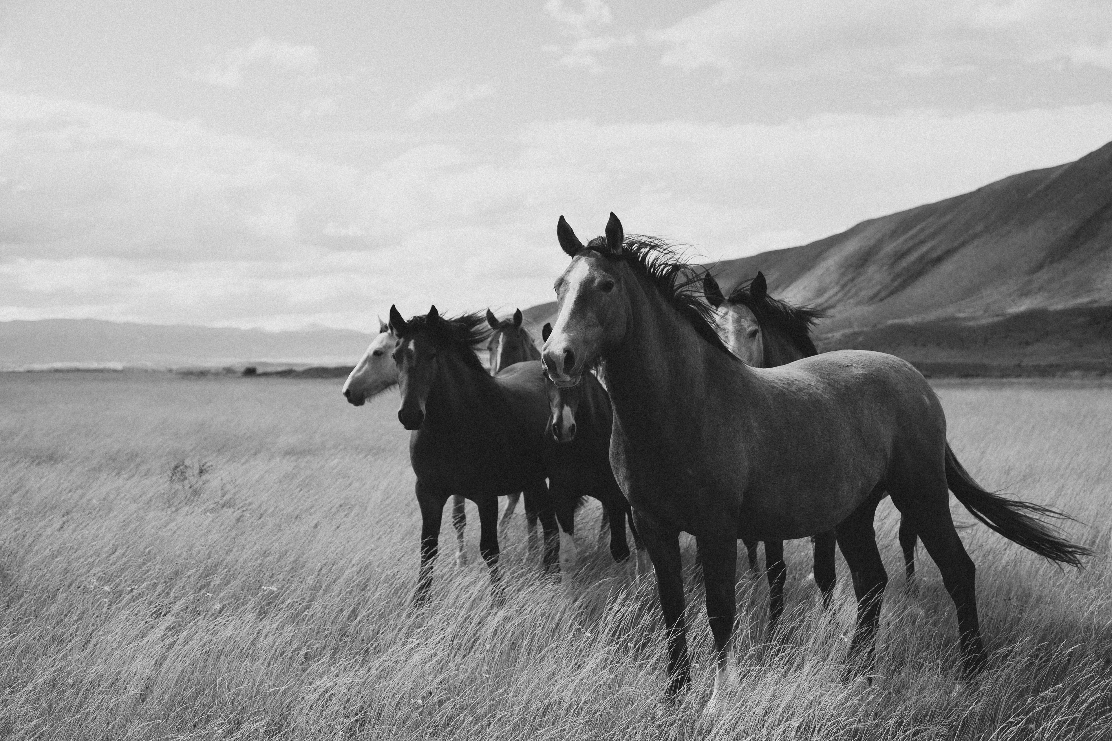 Los vientos de la pampa