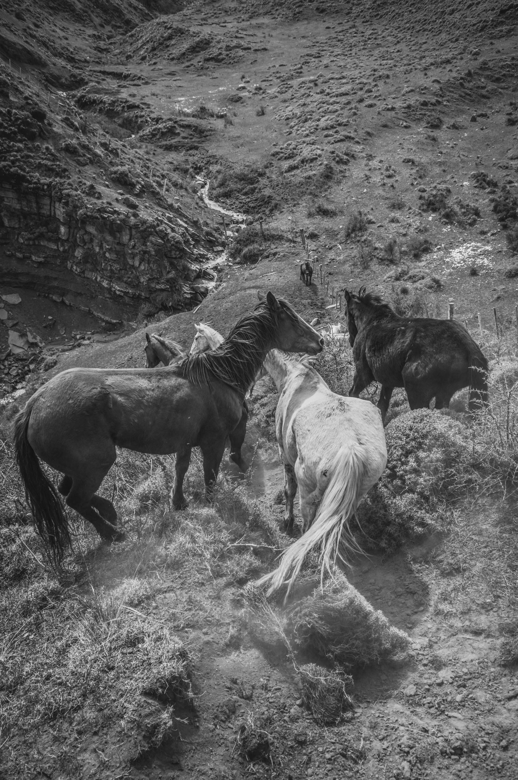 Arreo de los caballos