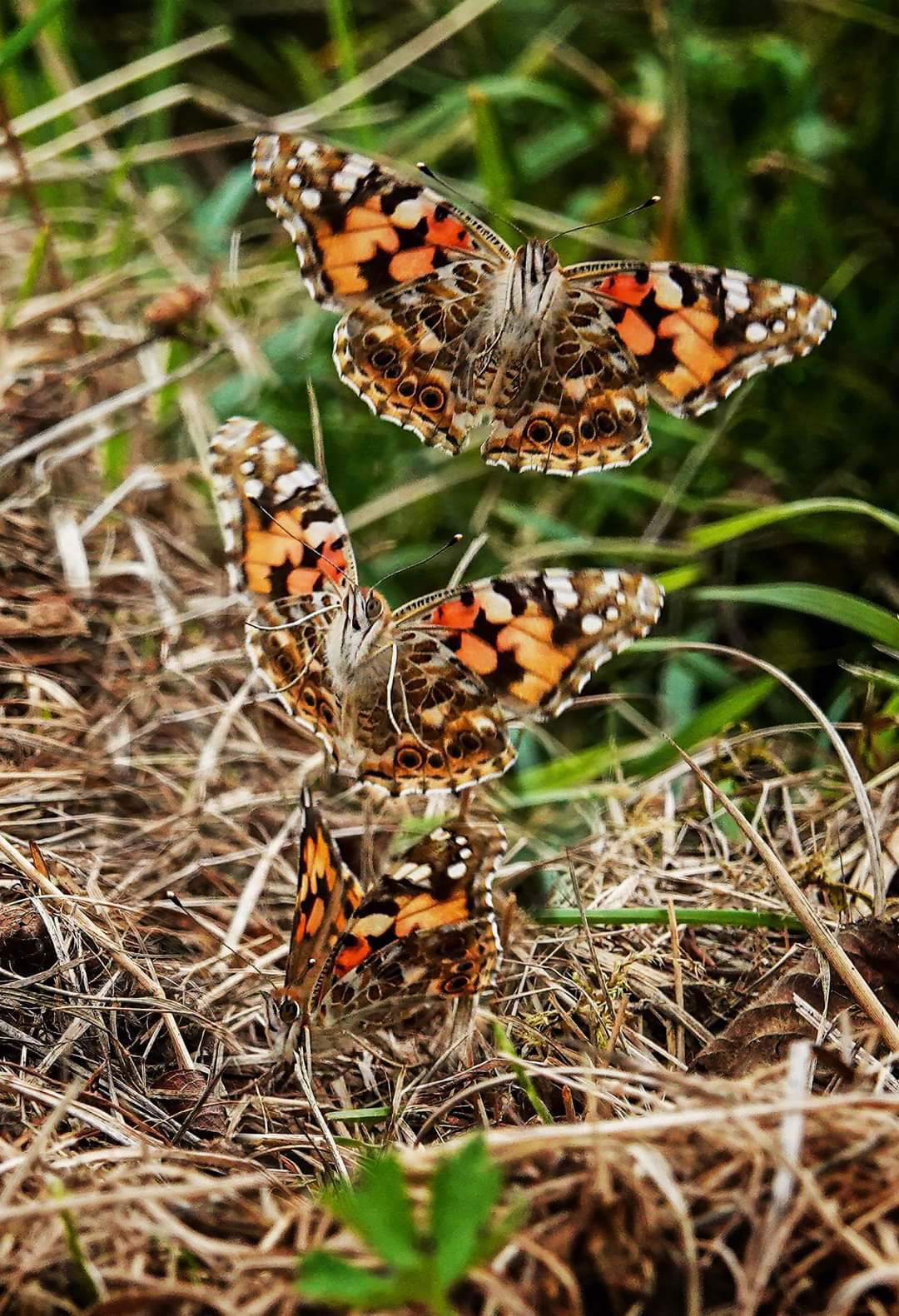 Painted lady in flight