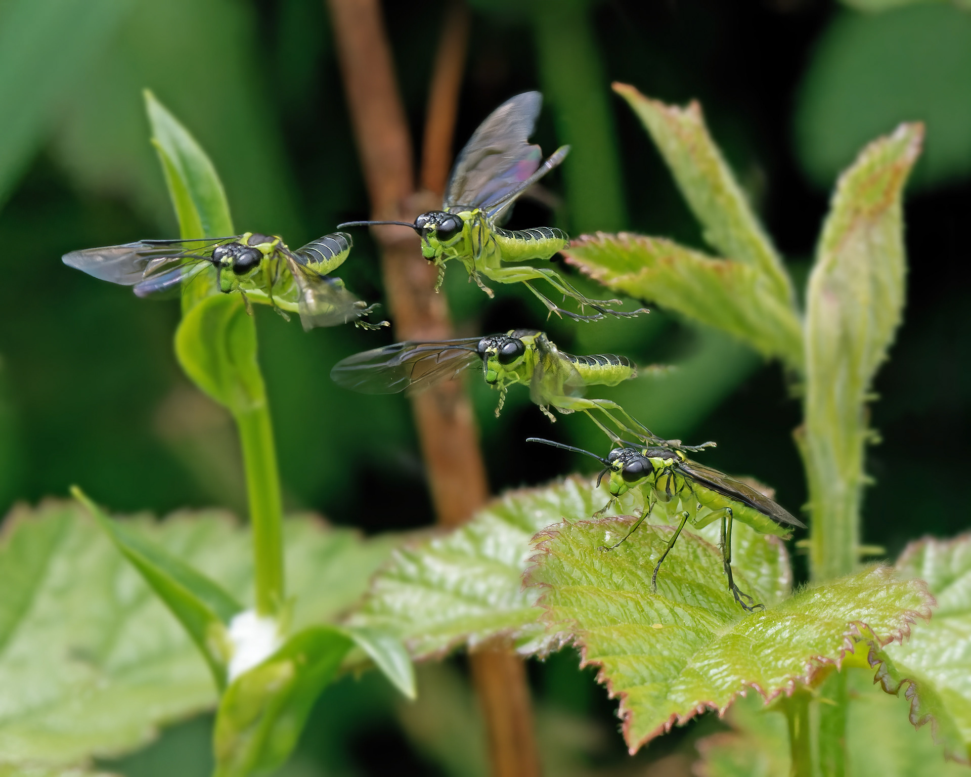 Green Saw fly Take off