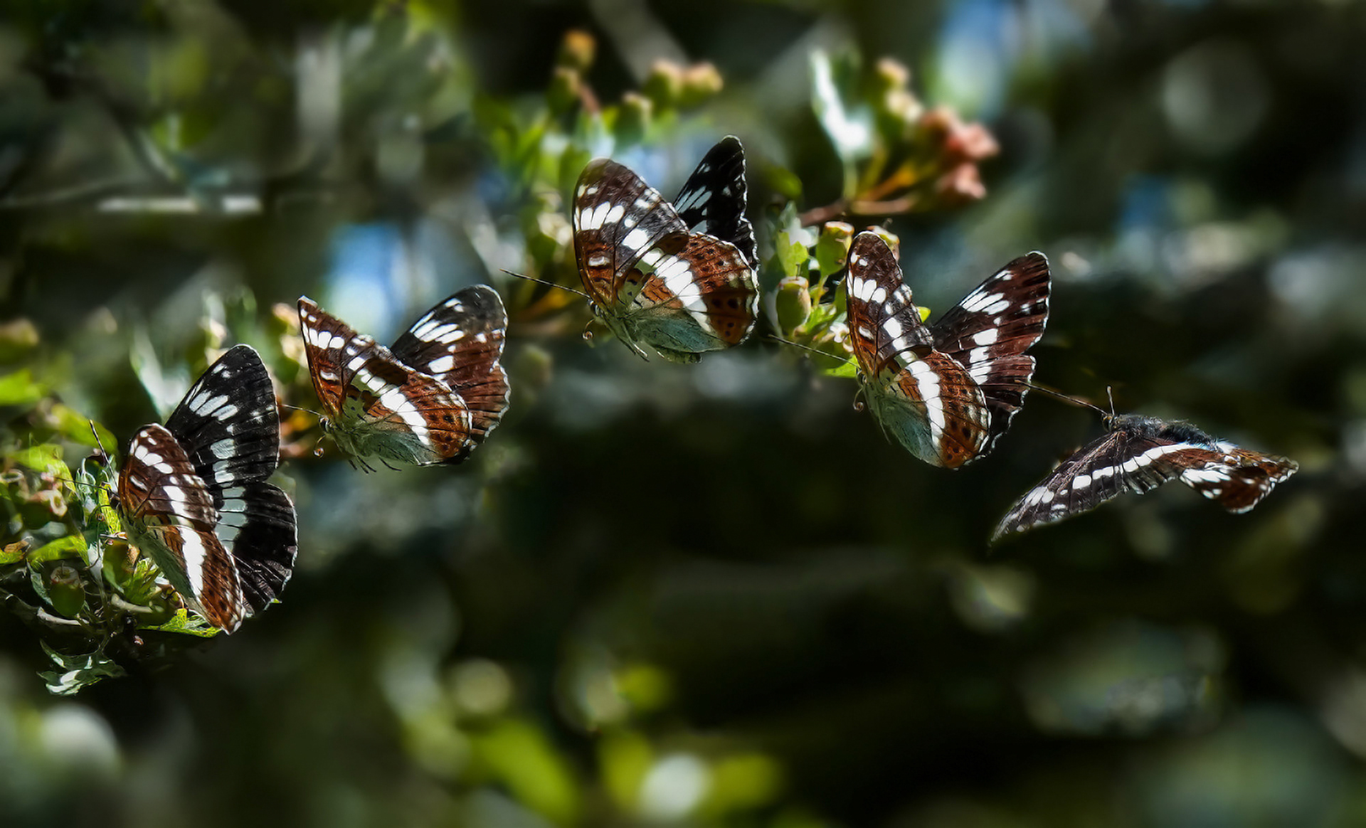 White Admiral in flight