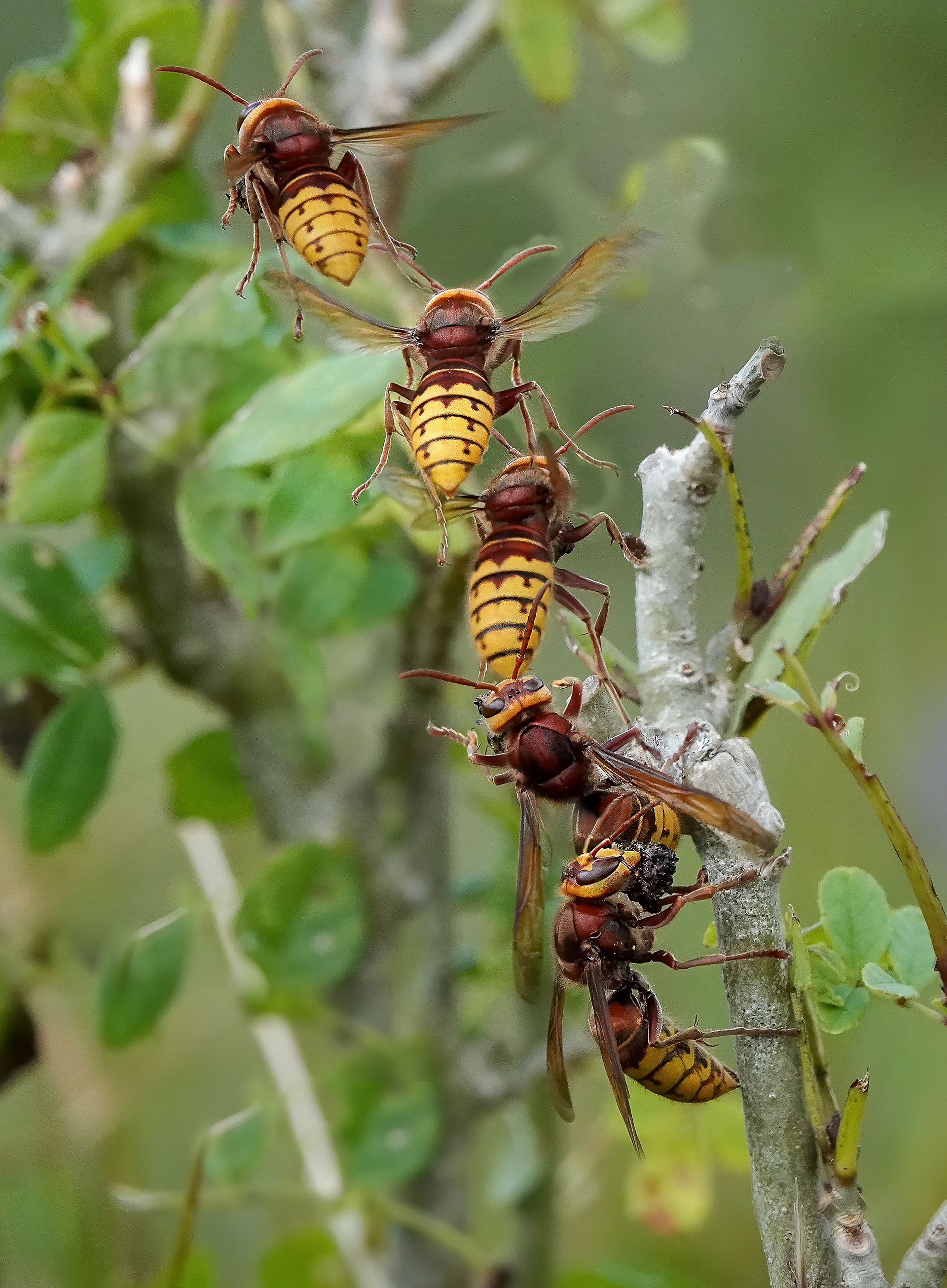 Hornet in flight