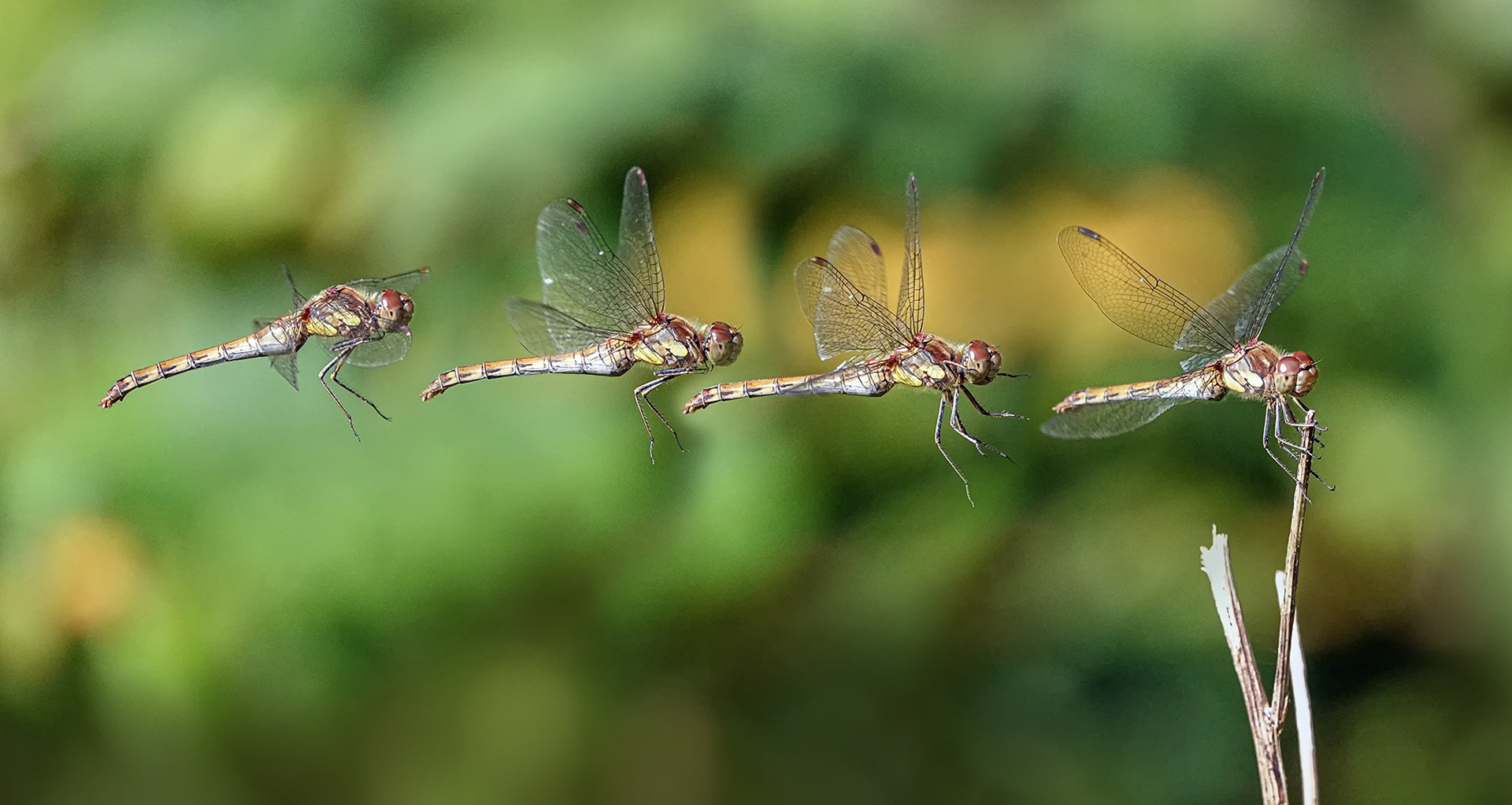 Common Darter in flight