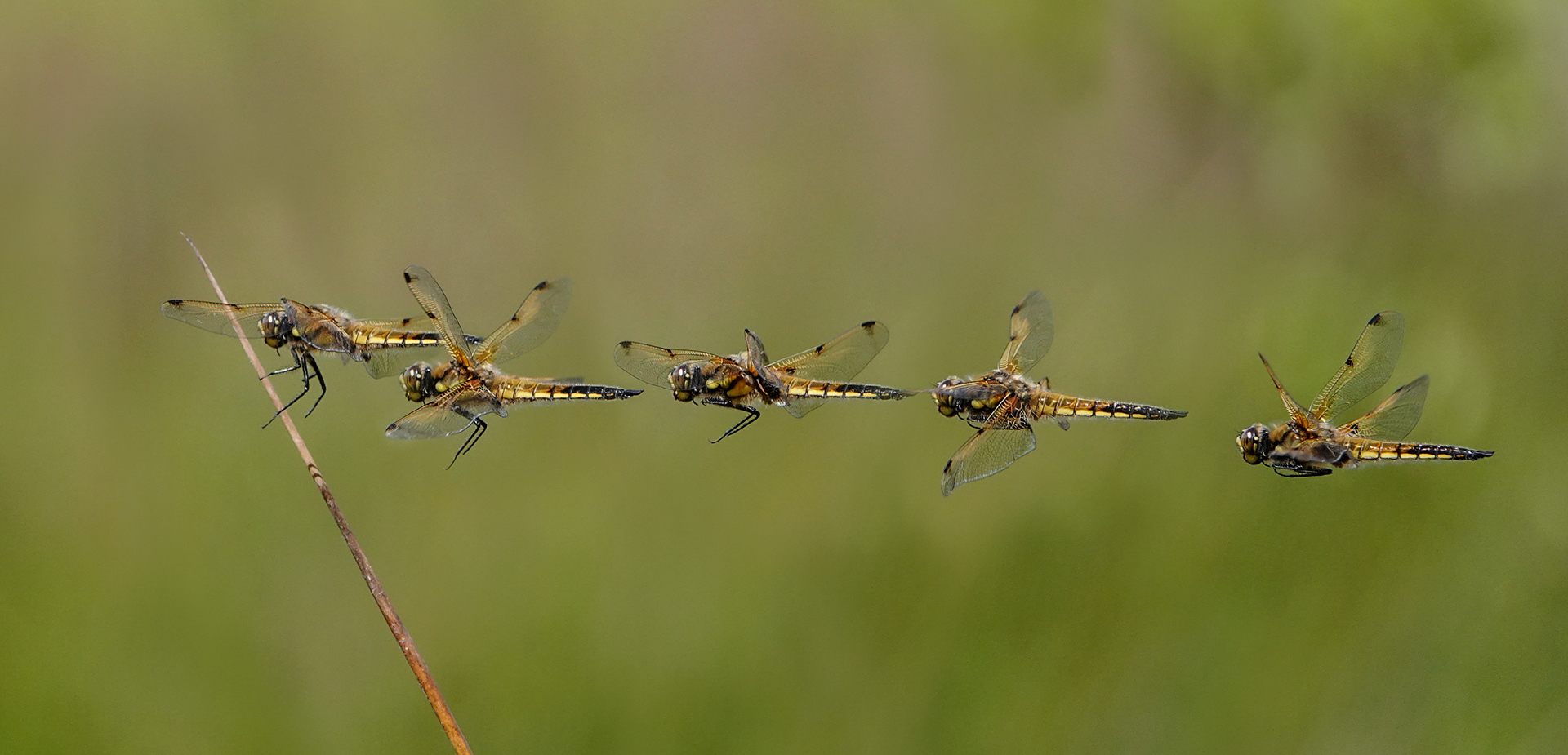 Four spotted Chaser in Flight