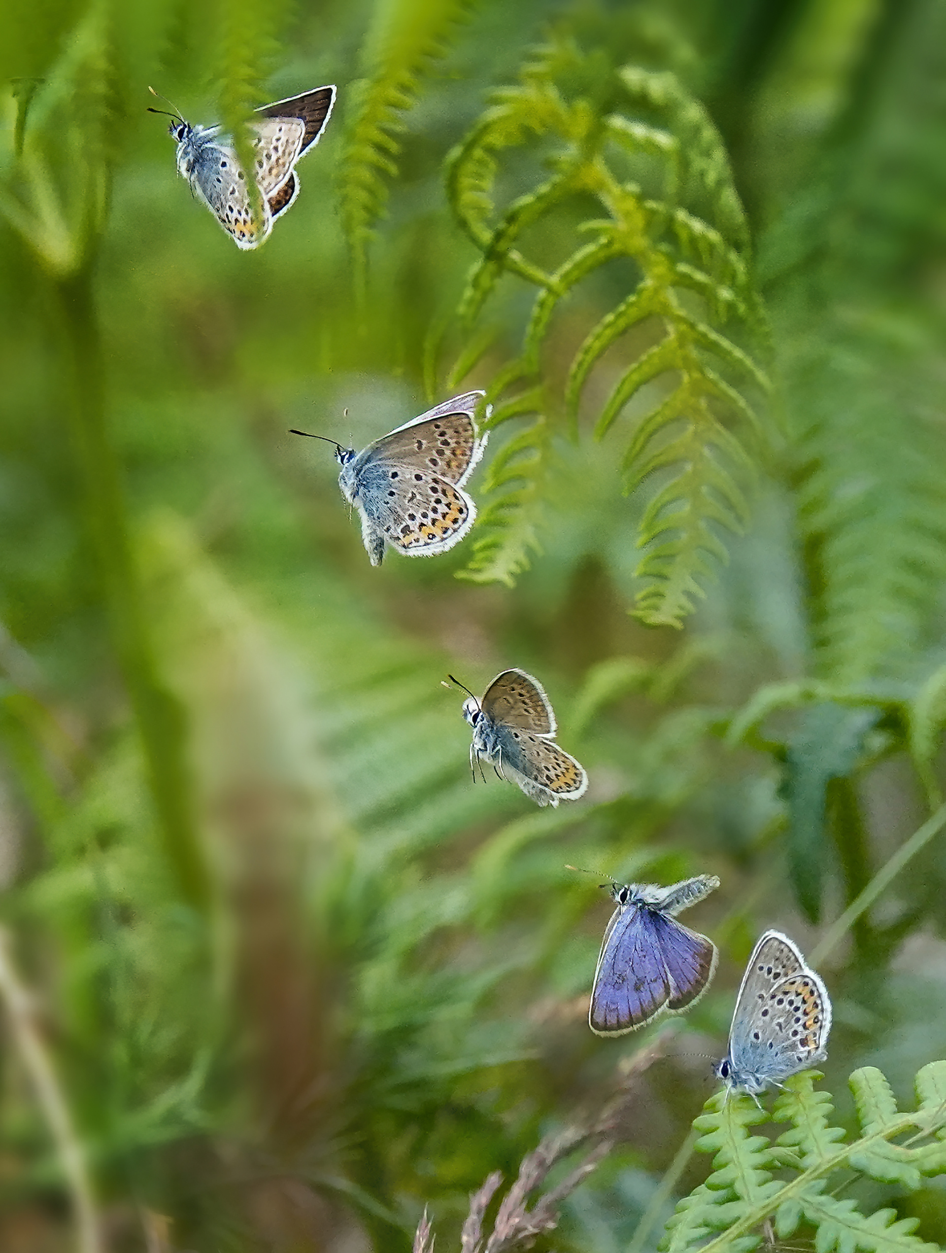 Silver Studded Blue in flight
