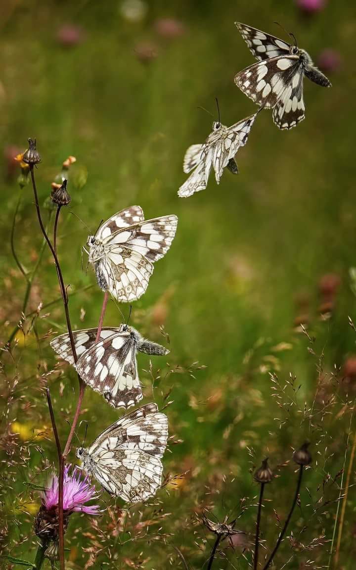 Marbled White in flight