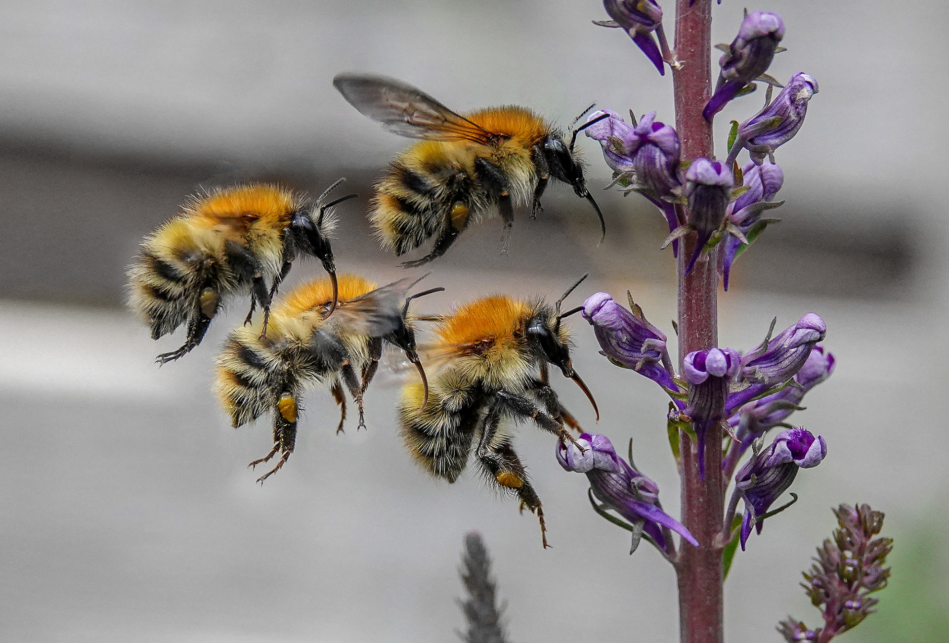 Carder bee in flight