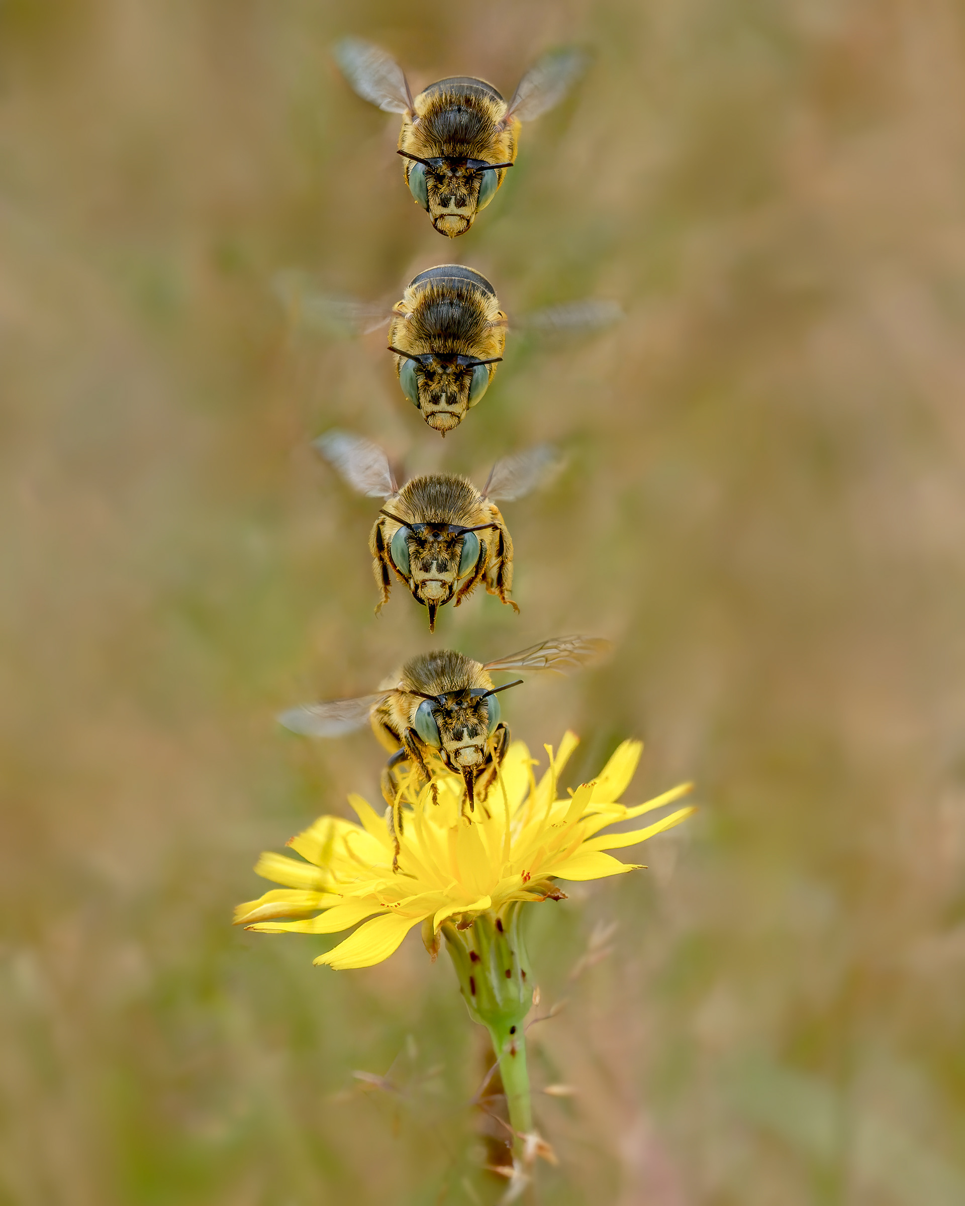 Anthophora bimaculata Green-eyed flower bee