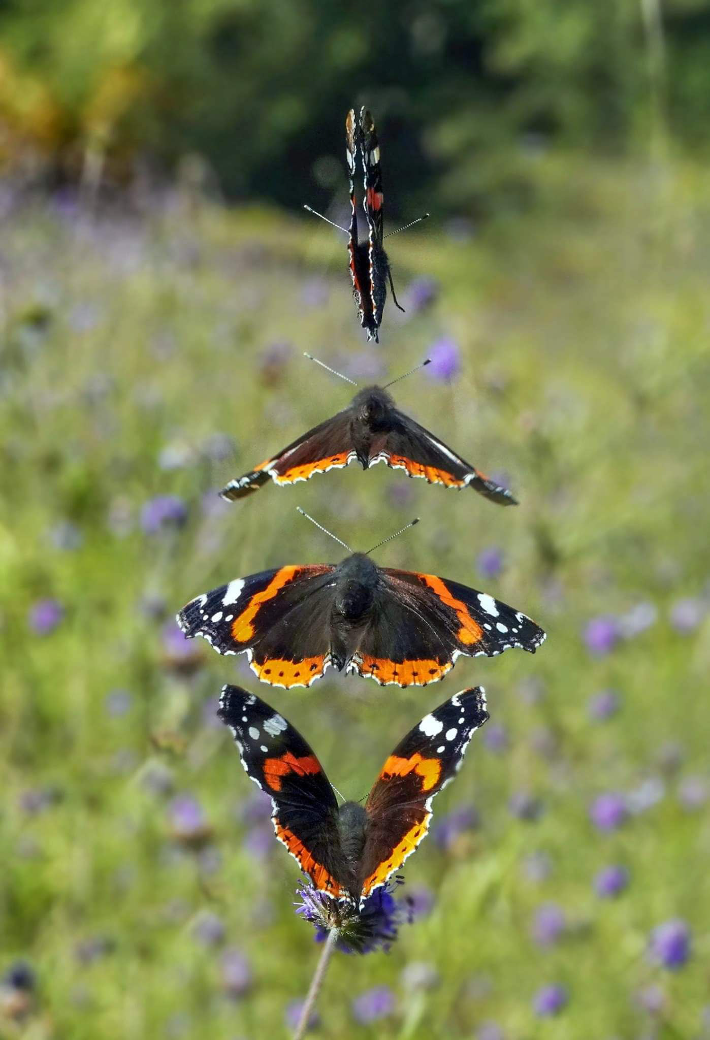 Red Admiral in flight