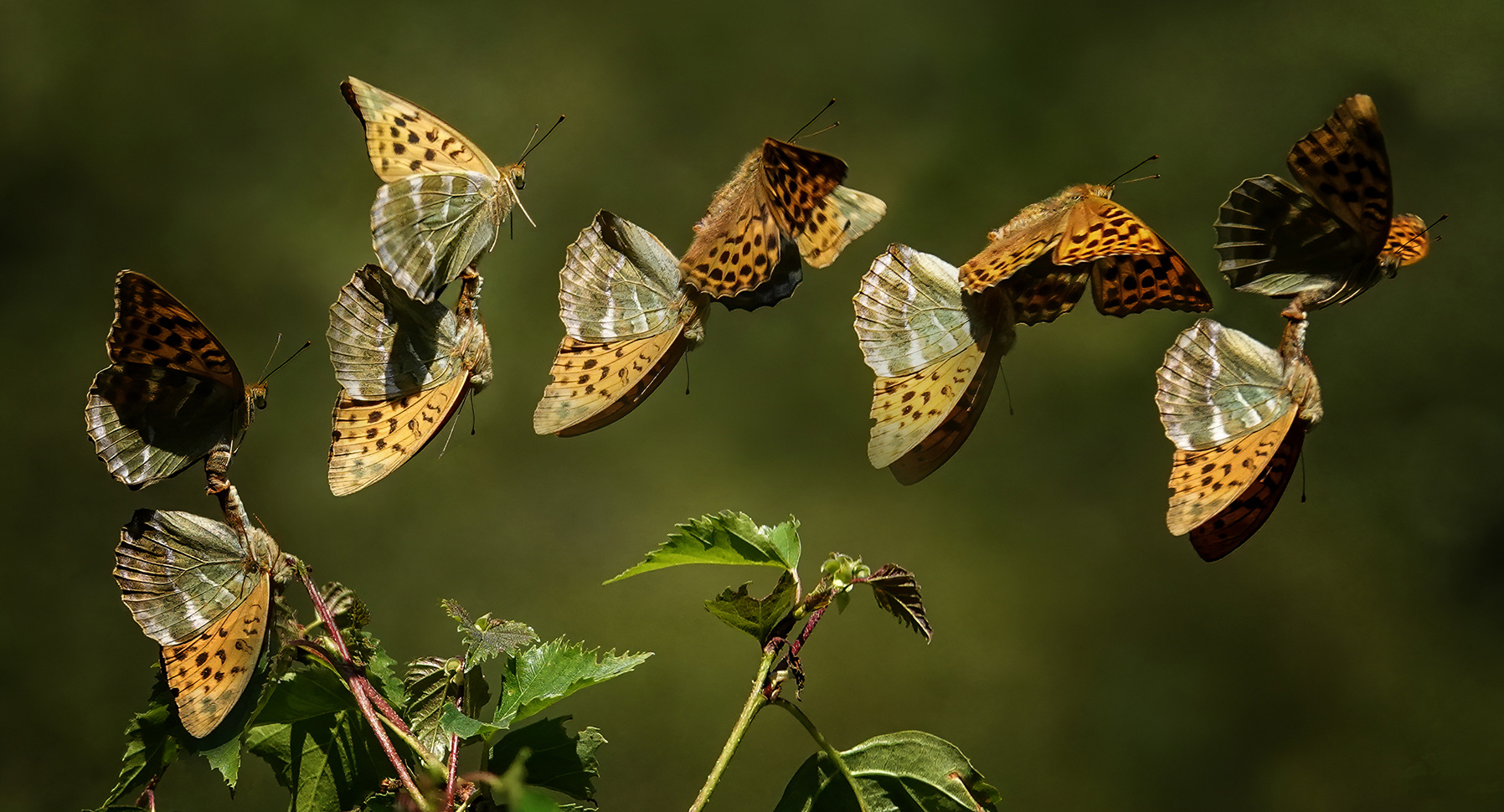 Silver Washed Fritillary in flight