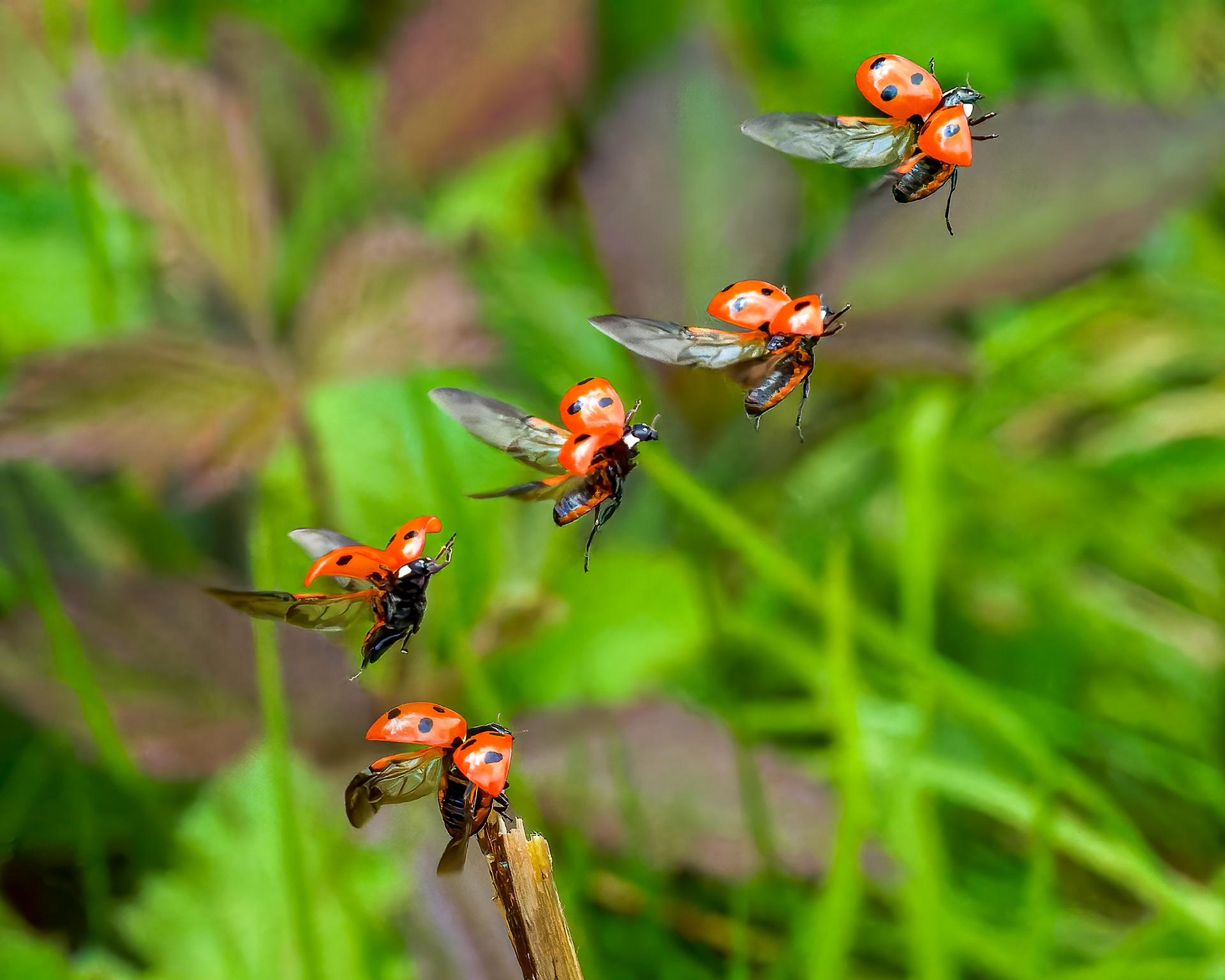 Seven spot Lady Bird taking off