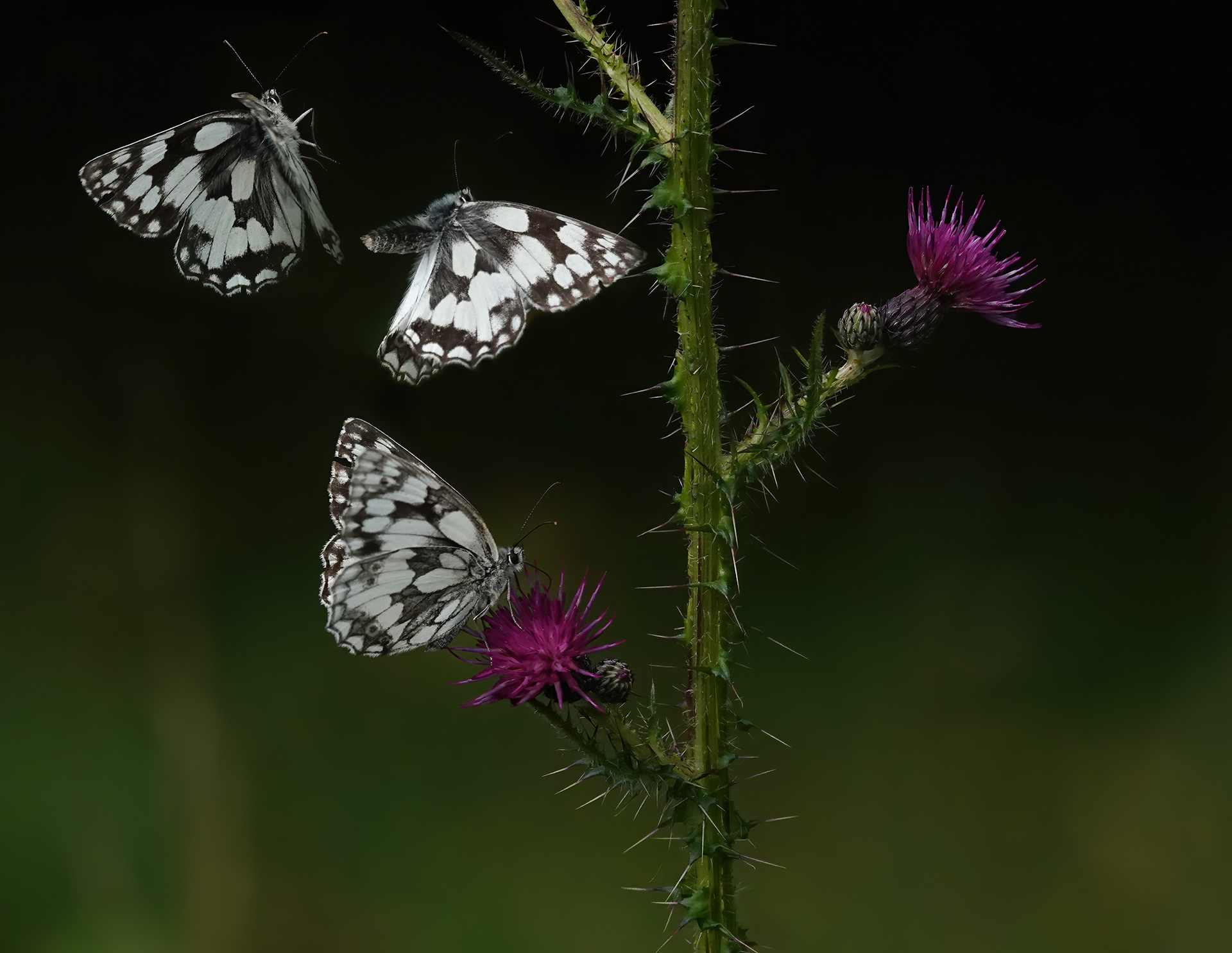 Marbled White in flight