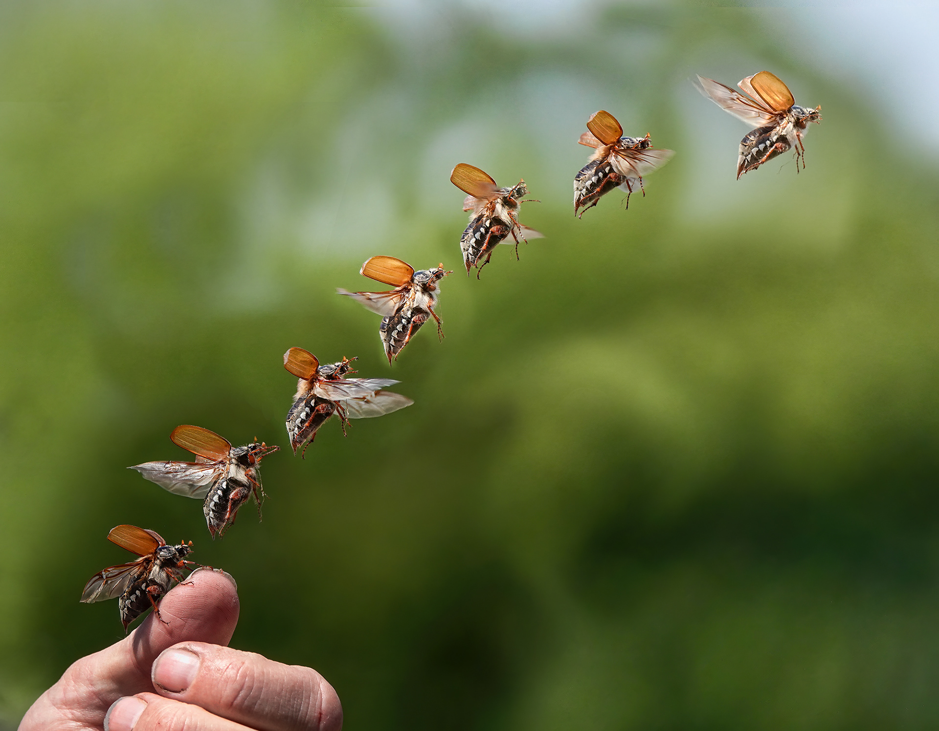 Cockchafer in flight