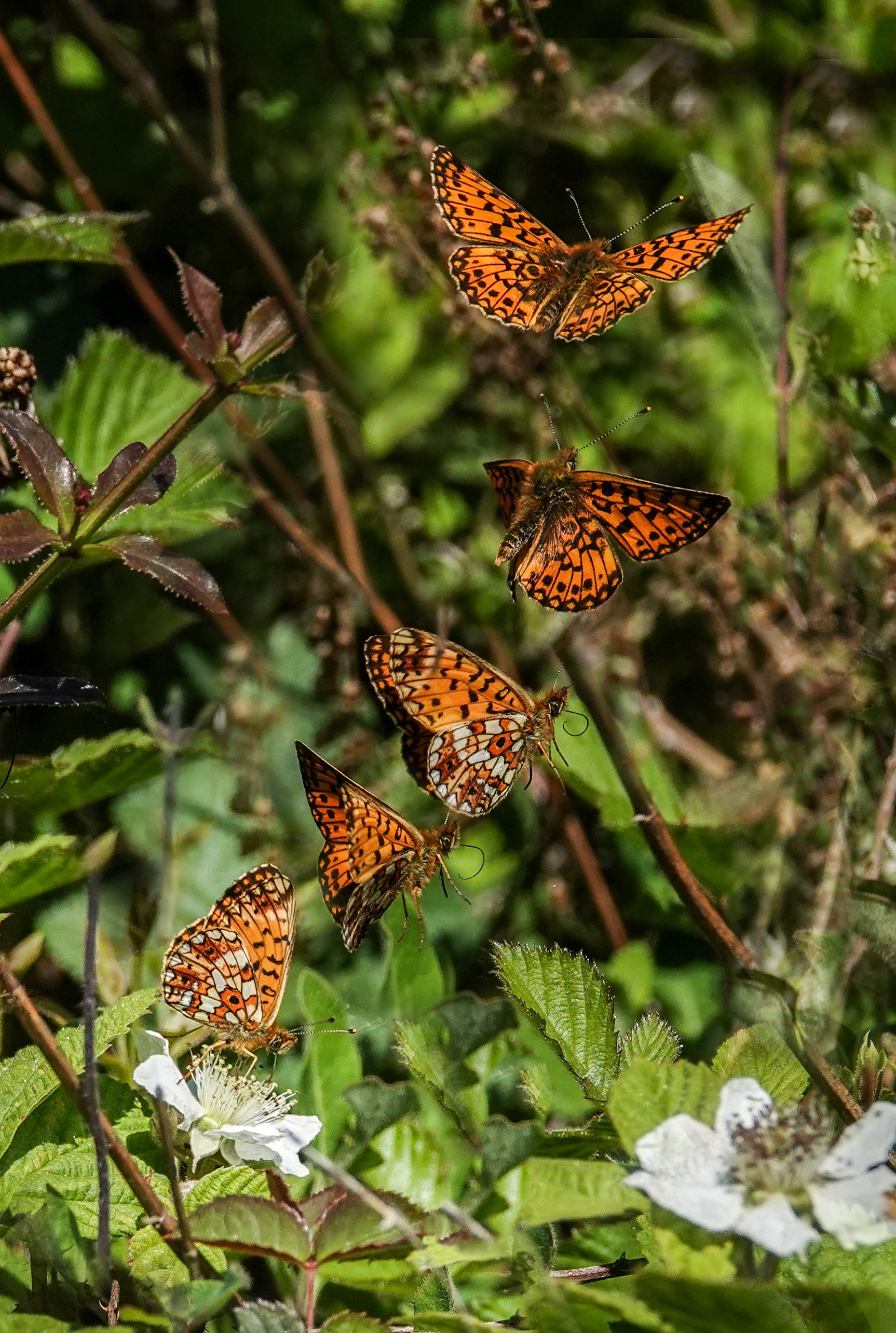 Small Pearl Bordered Fritillary in flight