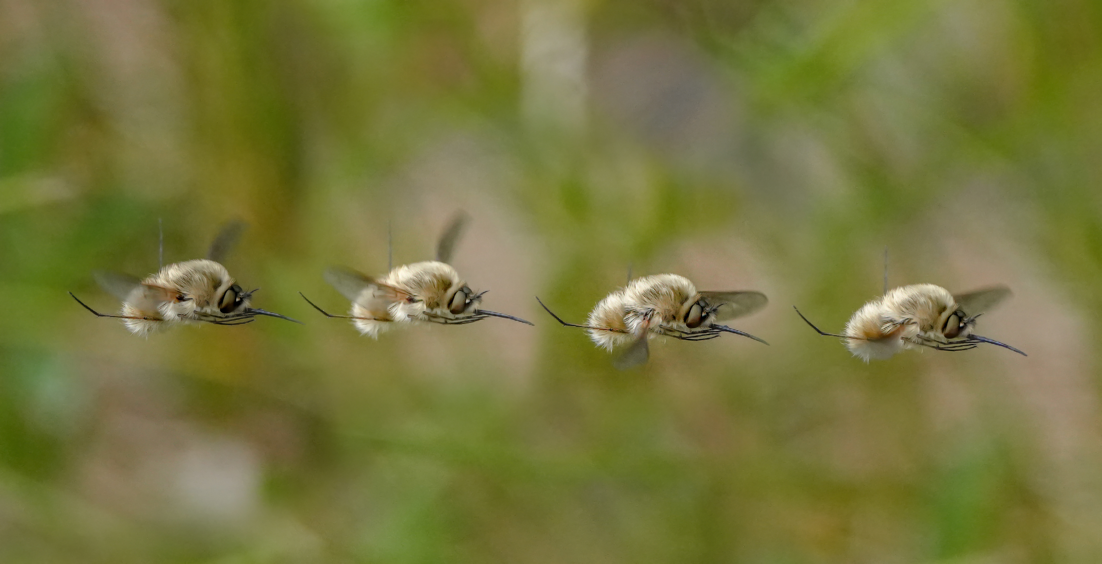Bee fly in flight