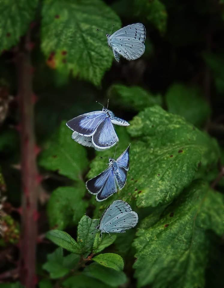 Holly Blue in flight